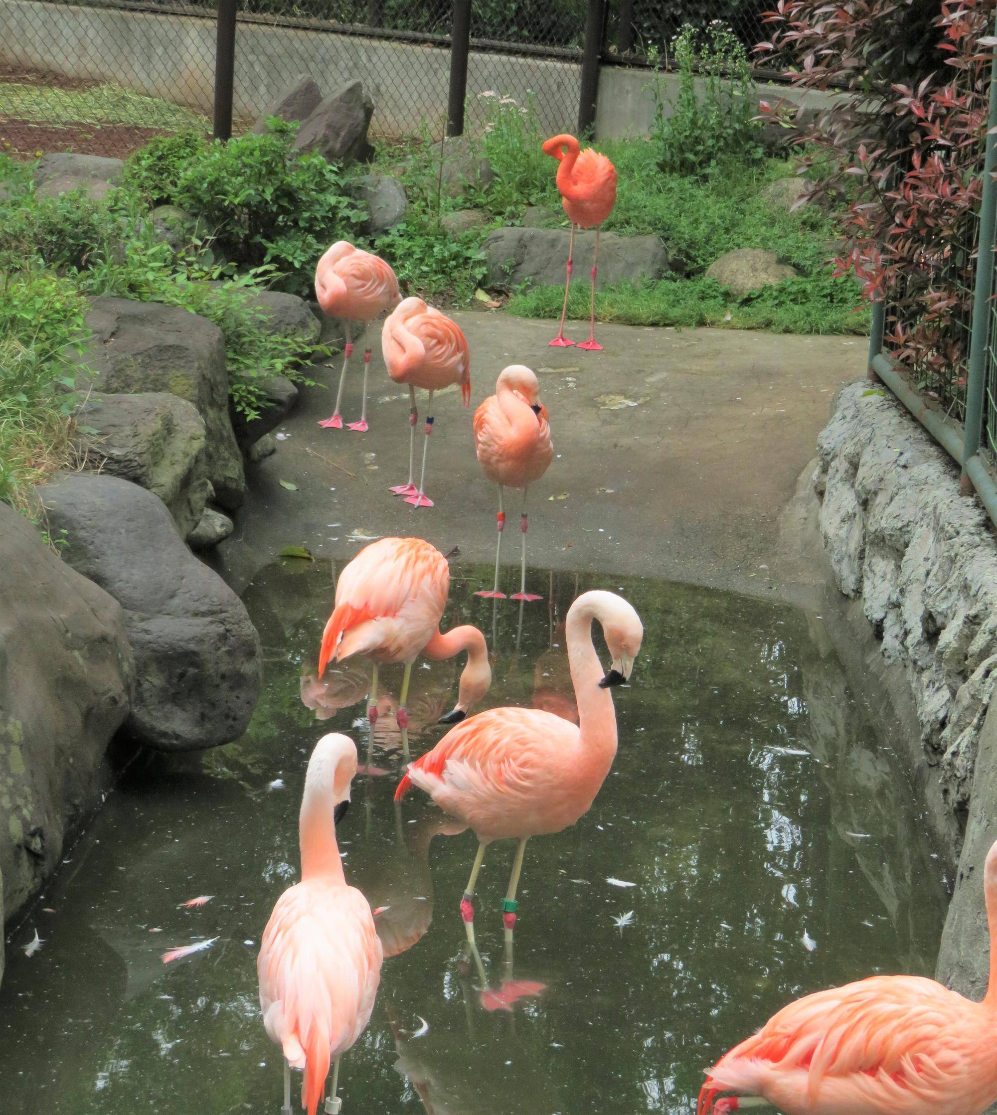 フラミンゴ2種いる.jpg