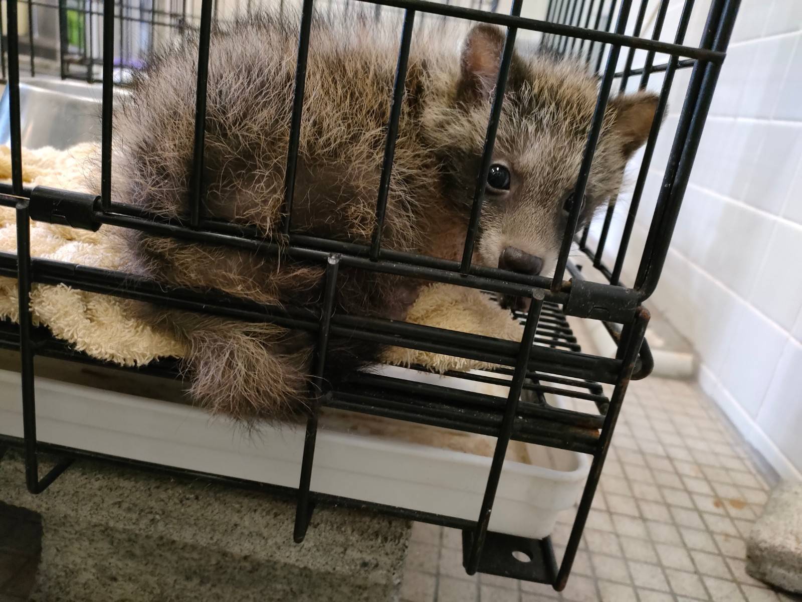 骨折したタヌキ