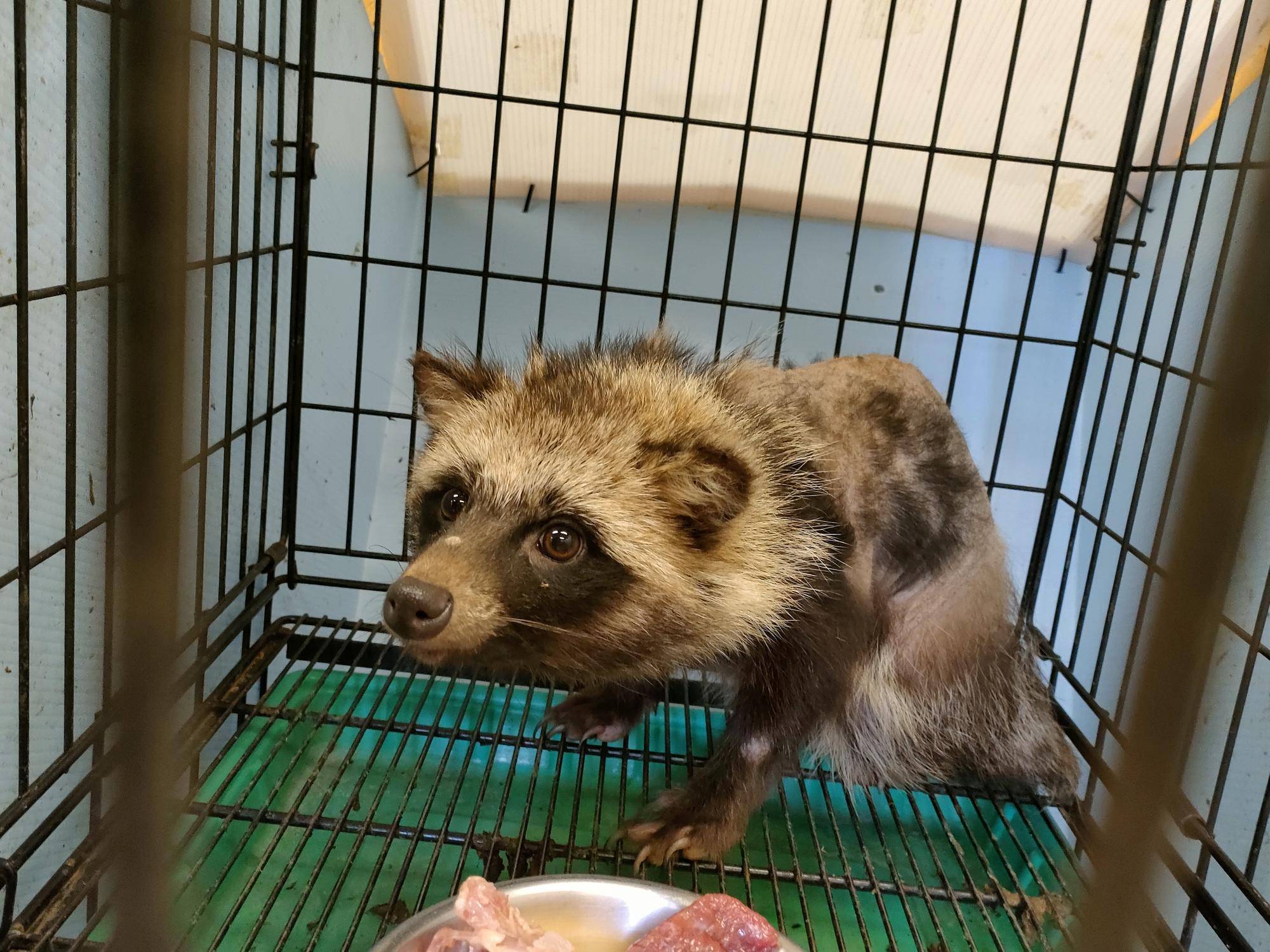 大人疥癬タヌキ