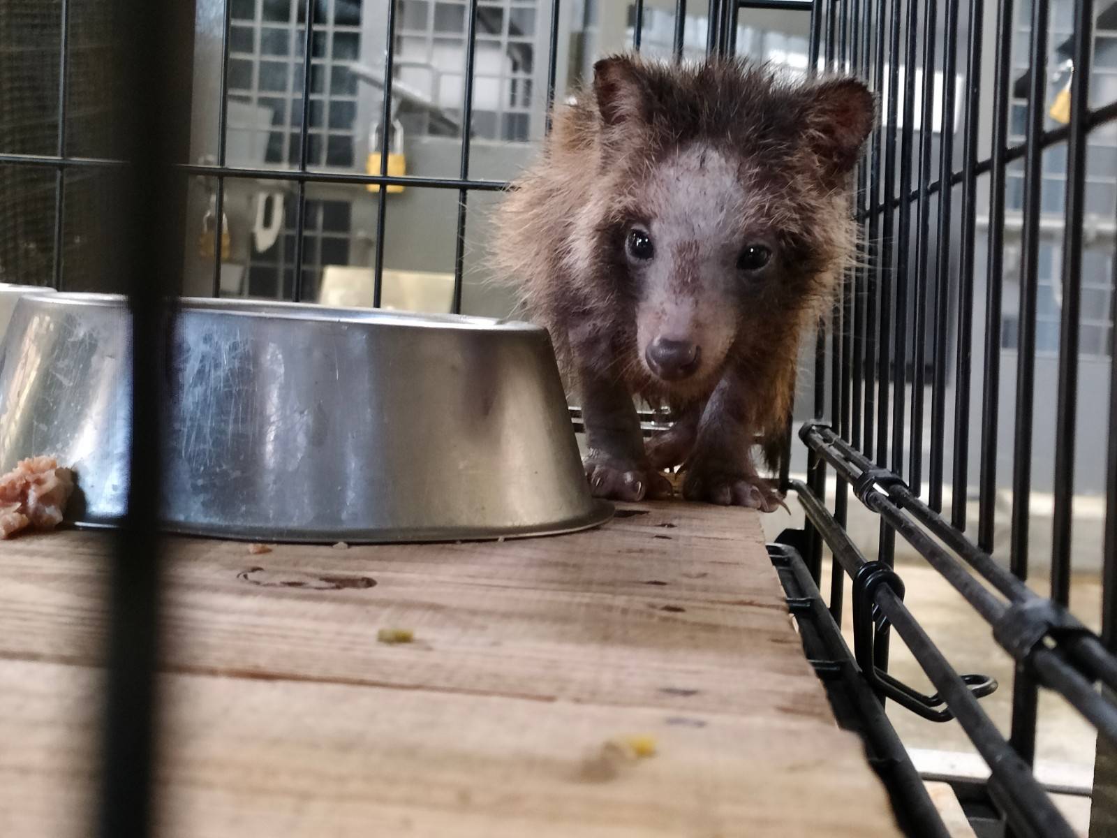 疥癬症の子ダヌキ