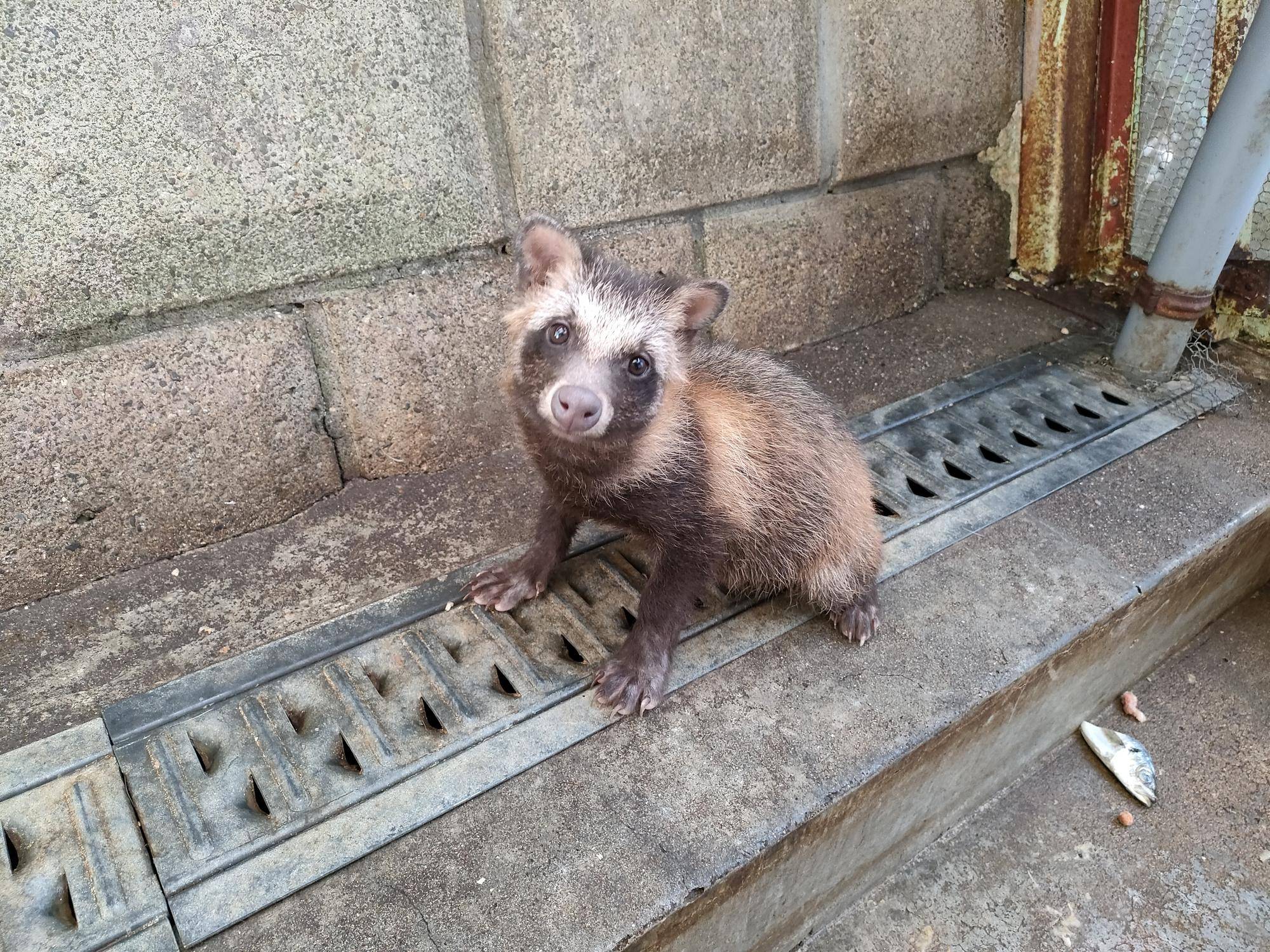 疥癬症が治った子ダヌキ