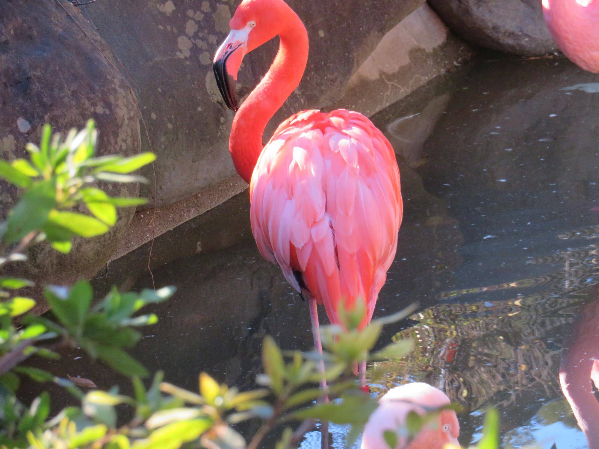 ベニイロフラミンゴ.jpg