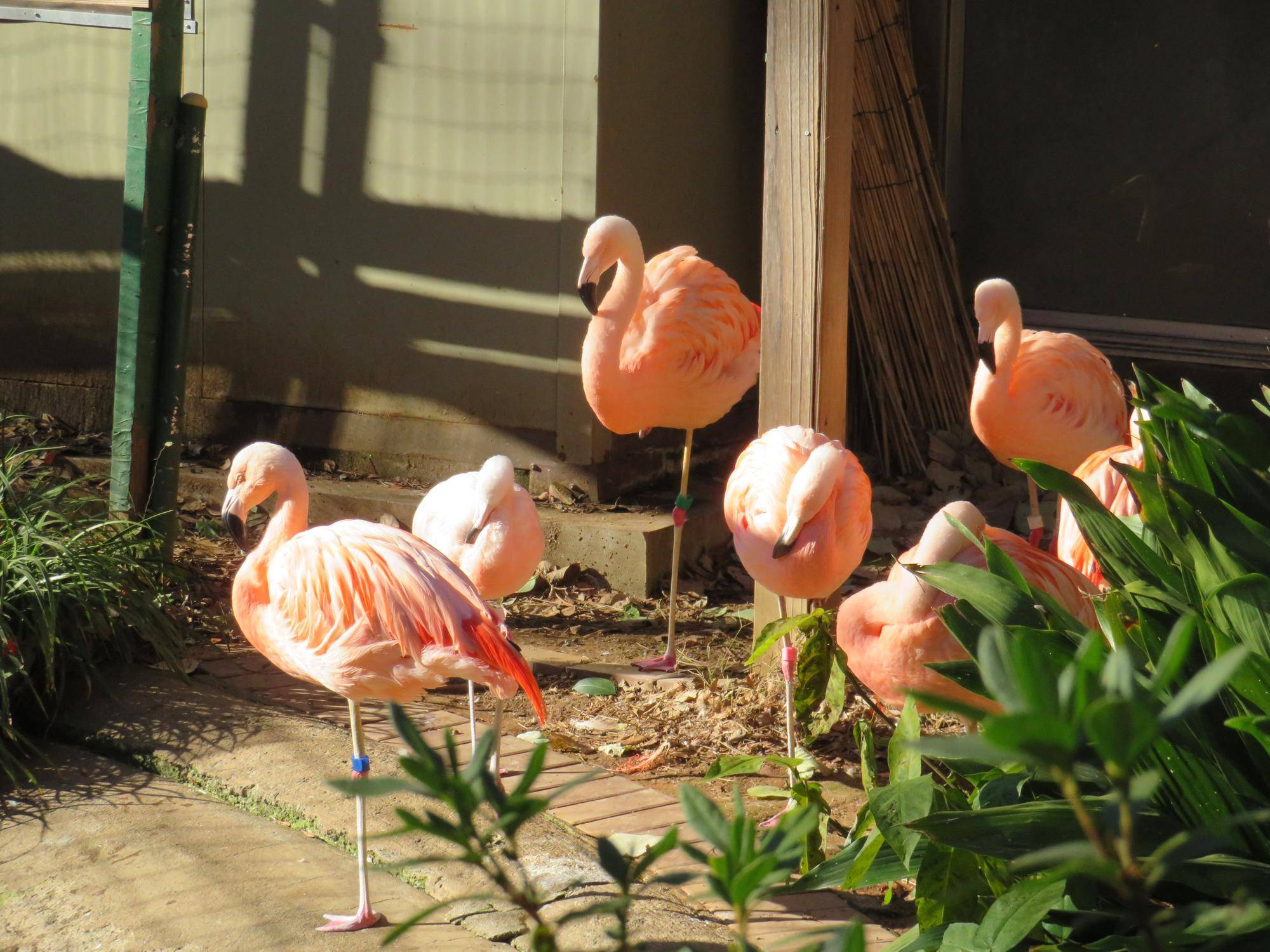 フラミンゴ.jpg