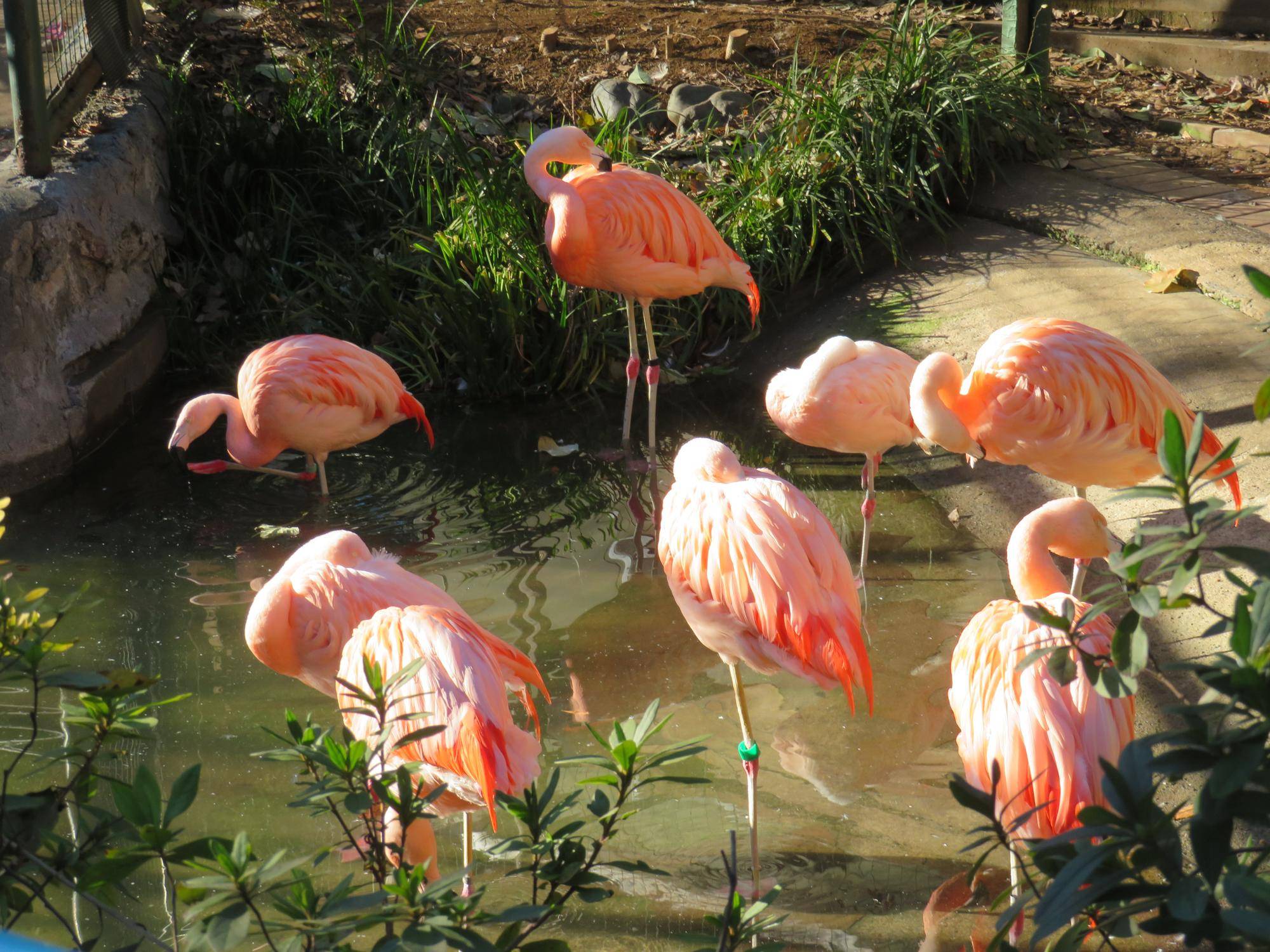 フラミンゴ (2).jpg