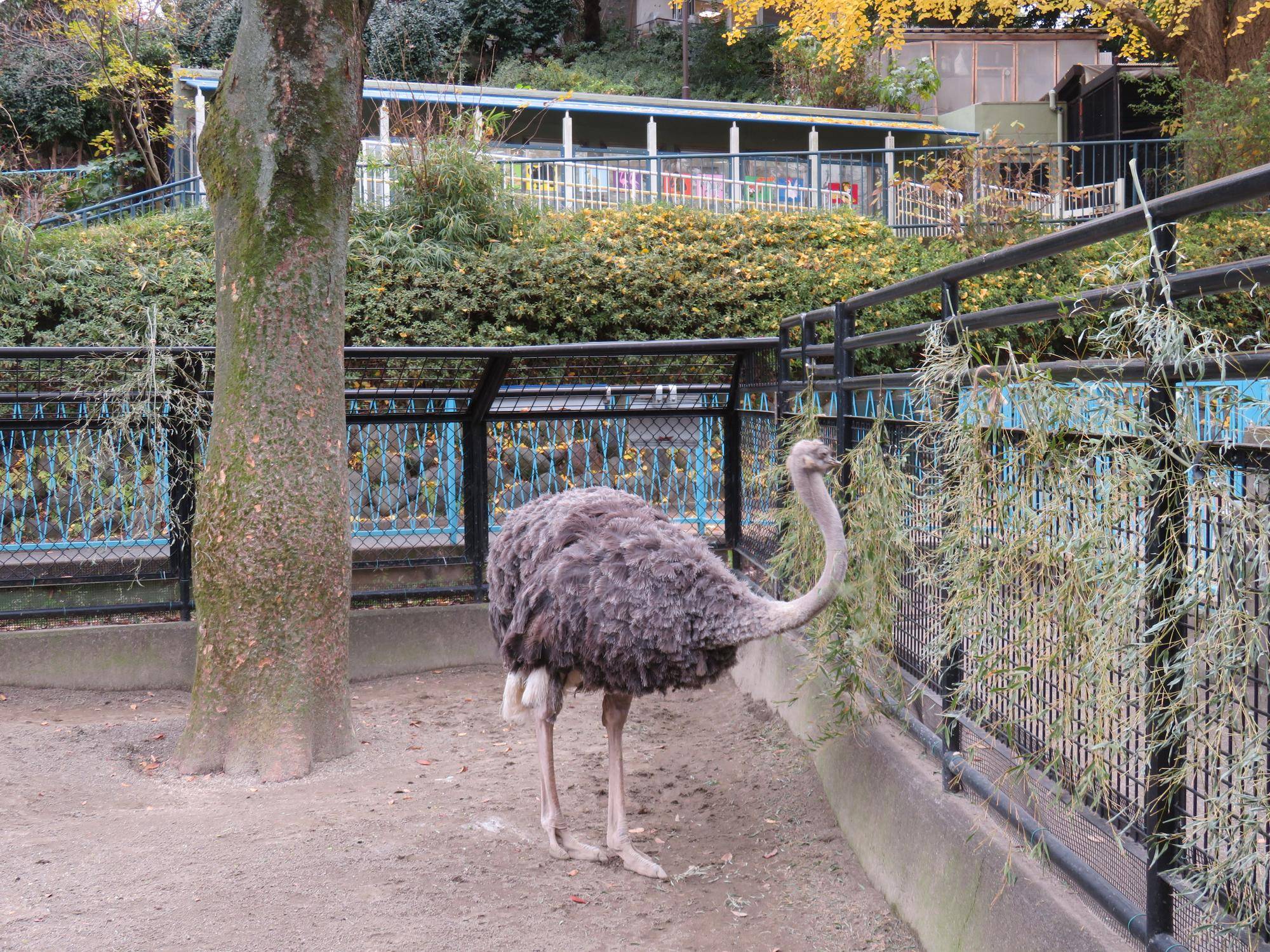 ダチョウ (2).jpg