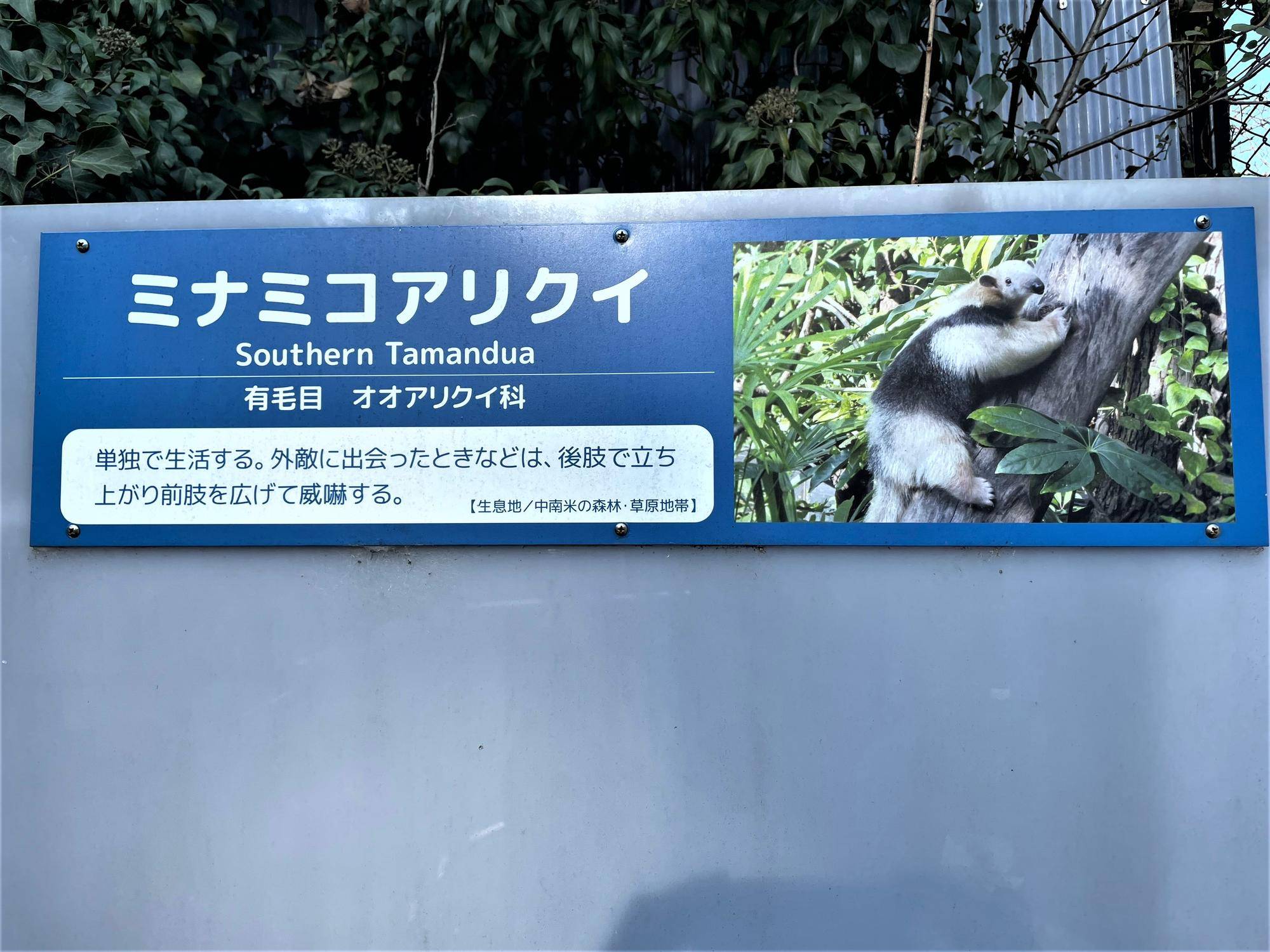 ミナミコアリクイの種名看板.jpeg