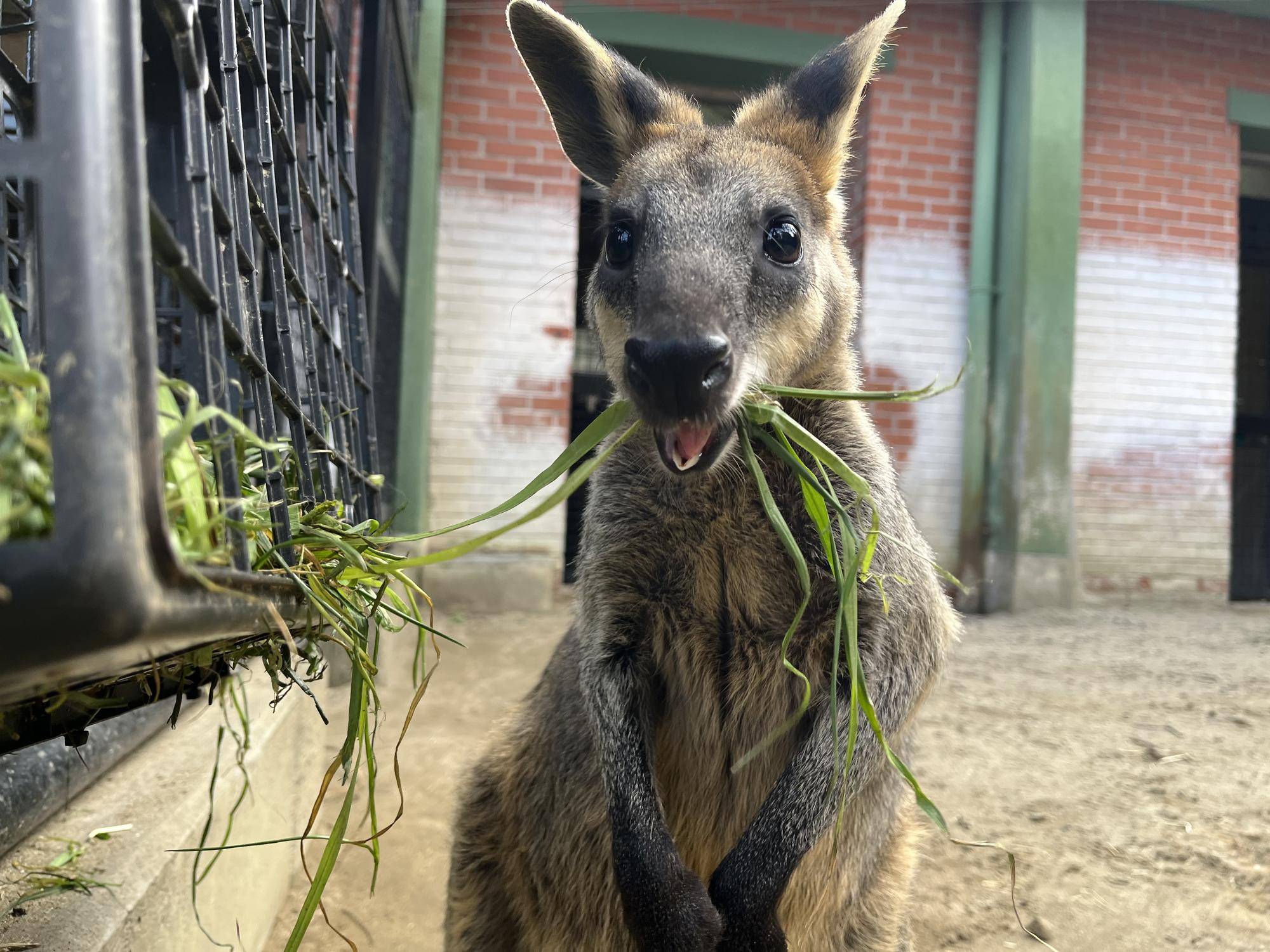 青草を食べるバロン.jpg