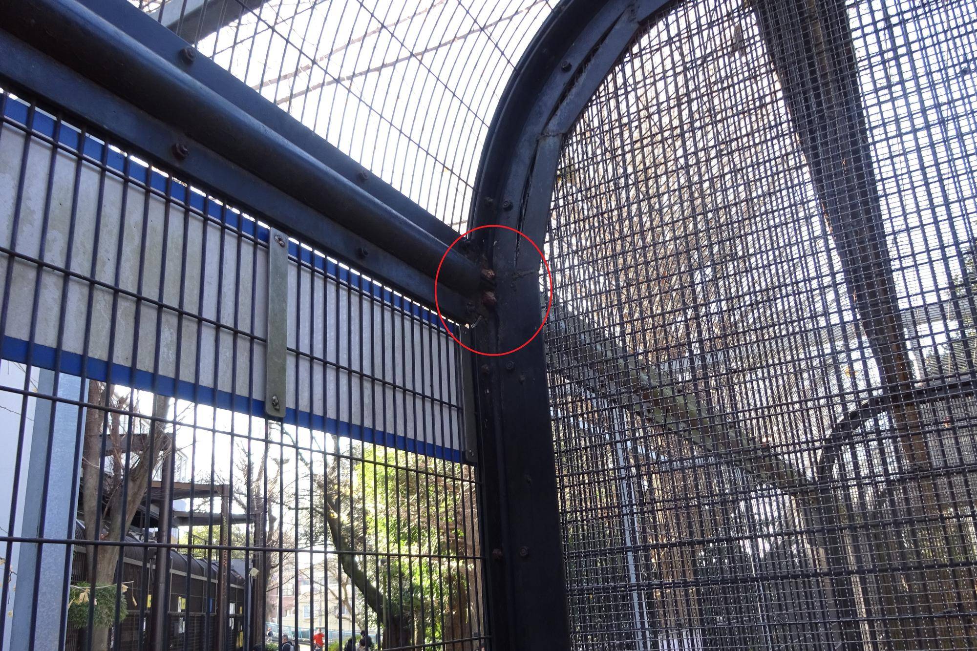 3フェンス上部に肉片.jpg