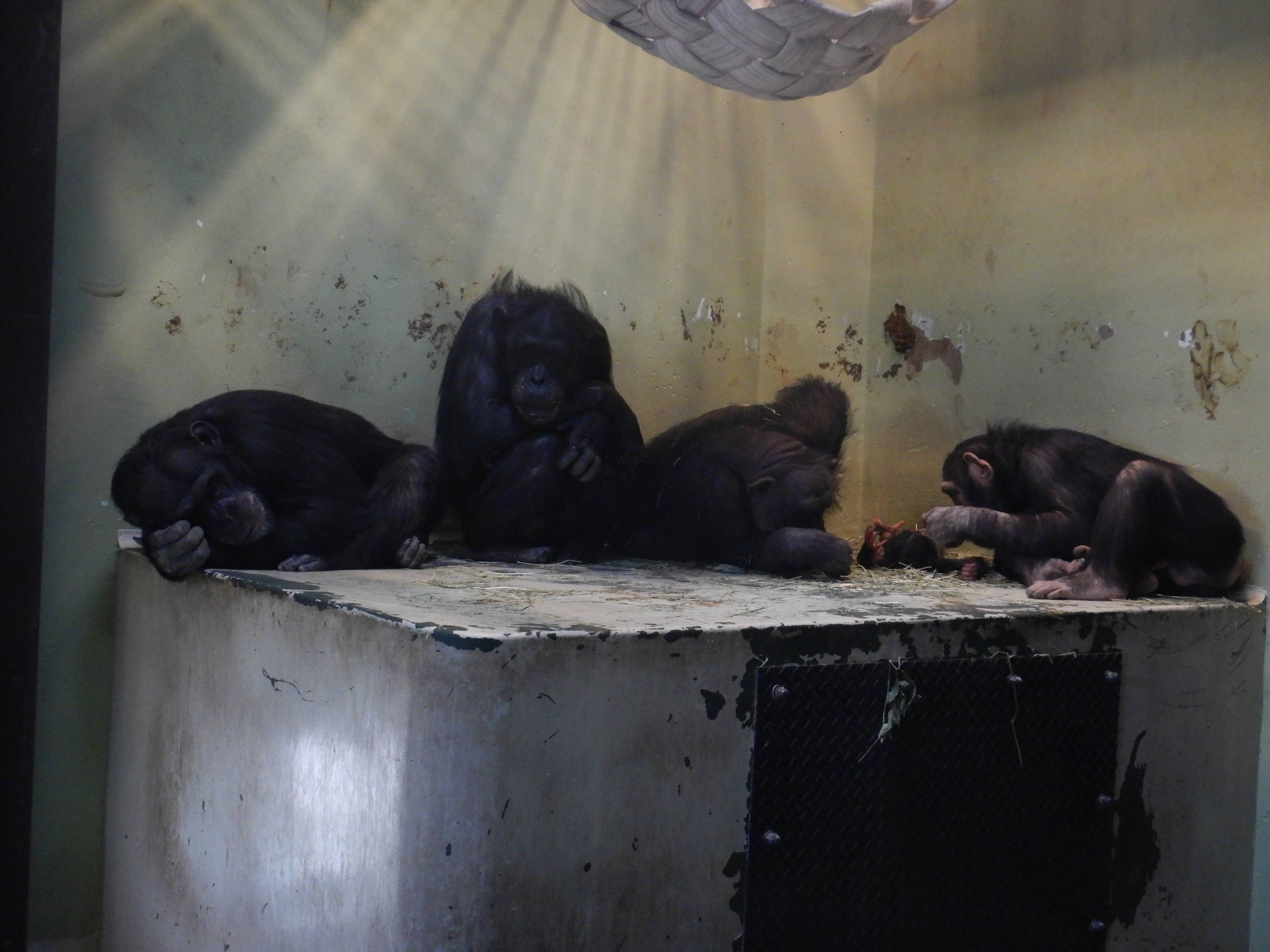 室内で休むチンパンジー.jpg