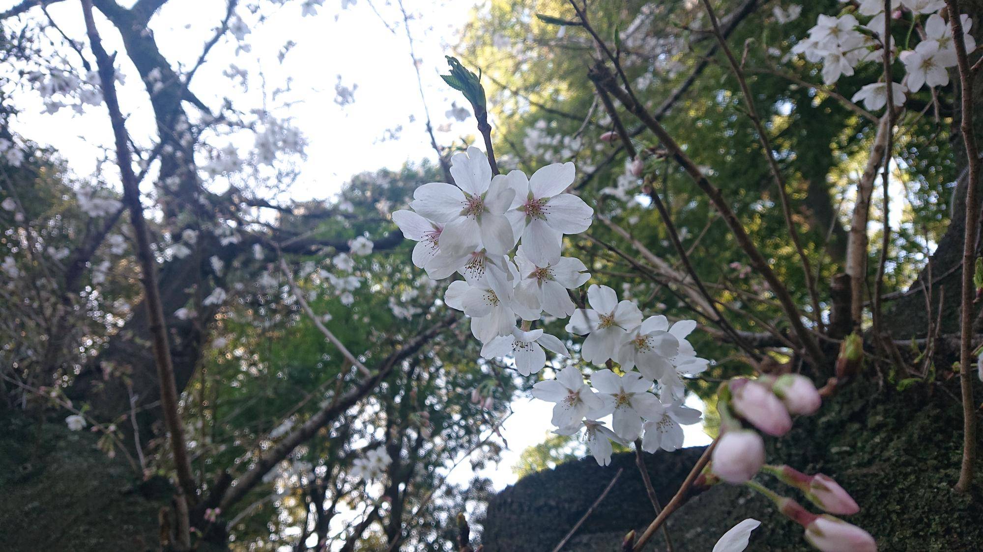 カグー舎前の桜.jpg