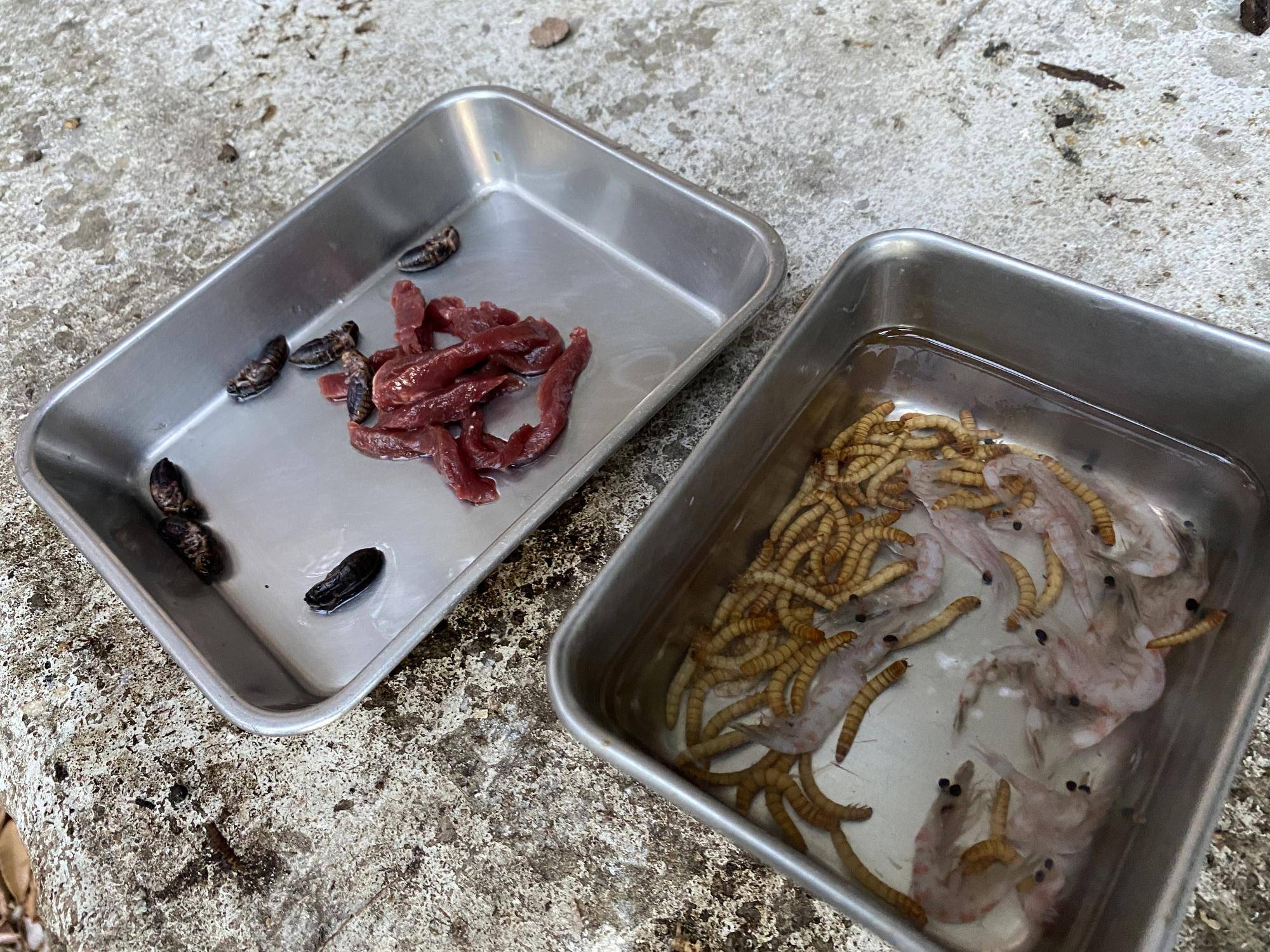 午後の餌 牛ハツ、コオロギ、ミルワーム、オキアミ.jpg