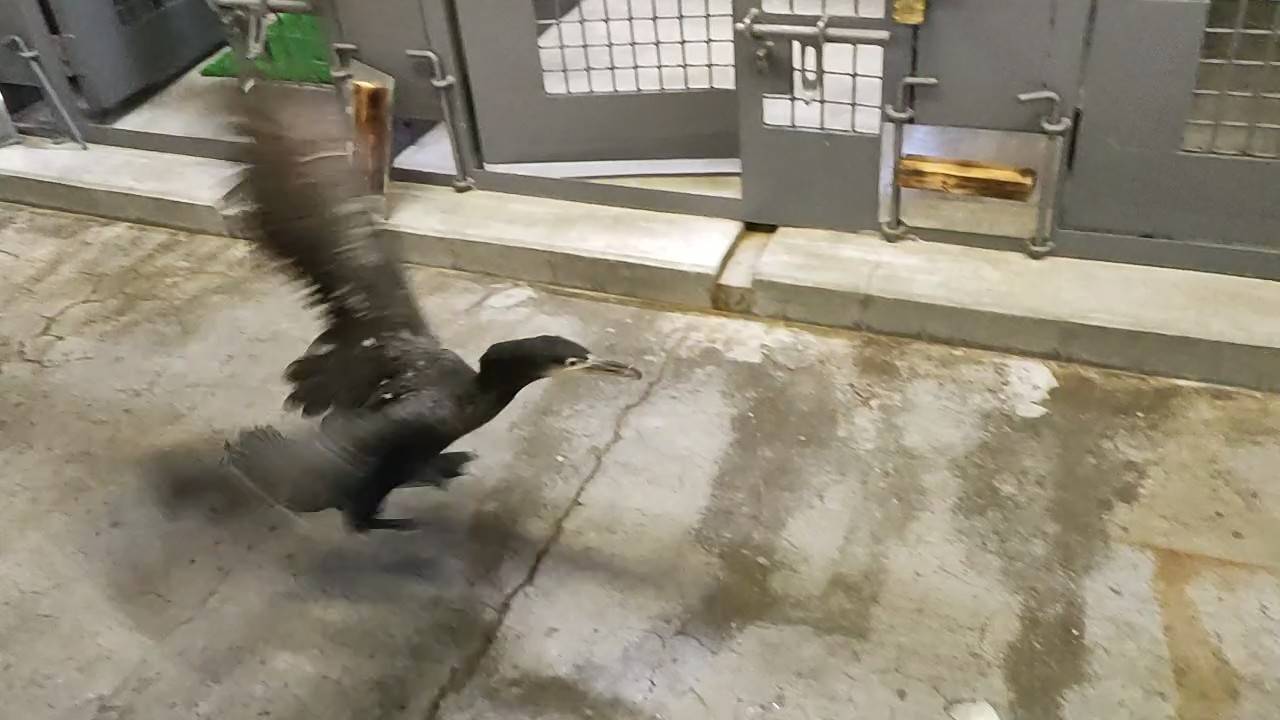 羽ばたくカワウ