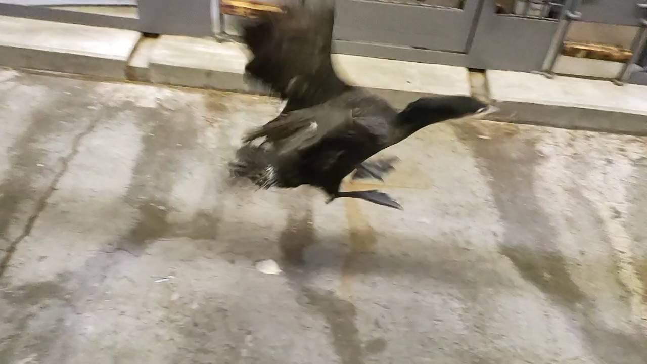 羽ばたくカワウ2