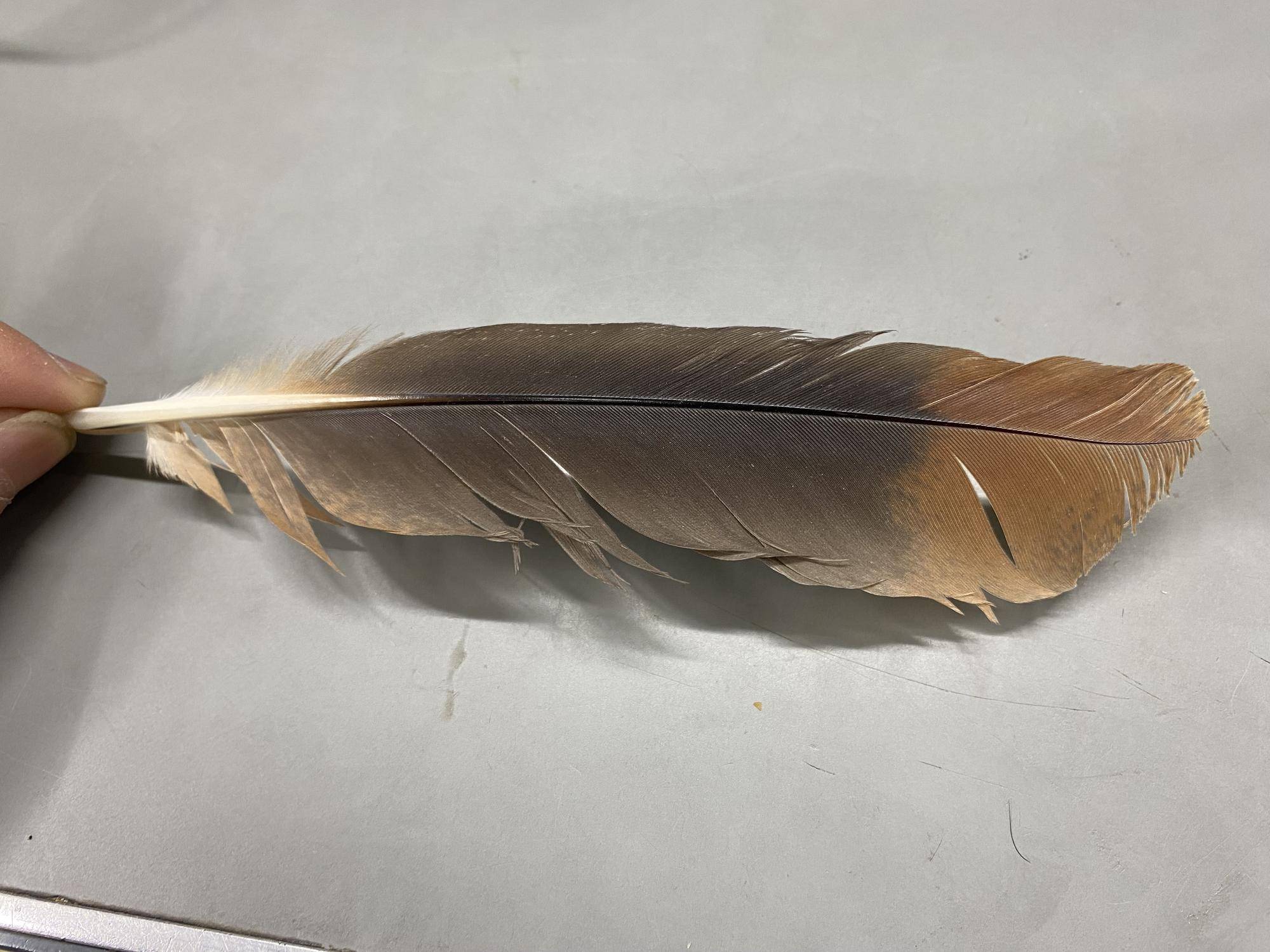 ミゾゴイの羽 先端が茶色でそれ以外は黒い.jpg