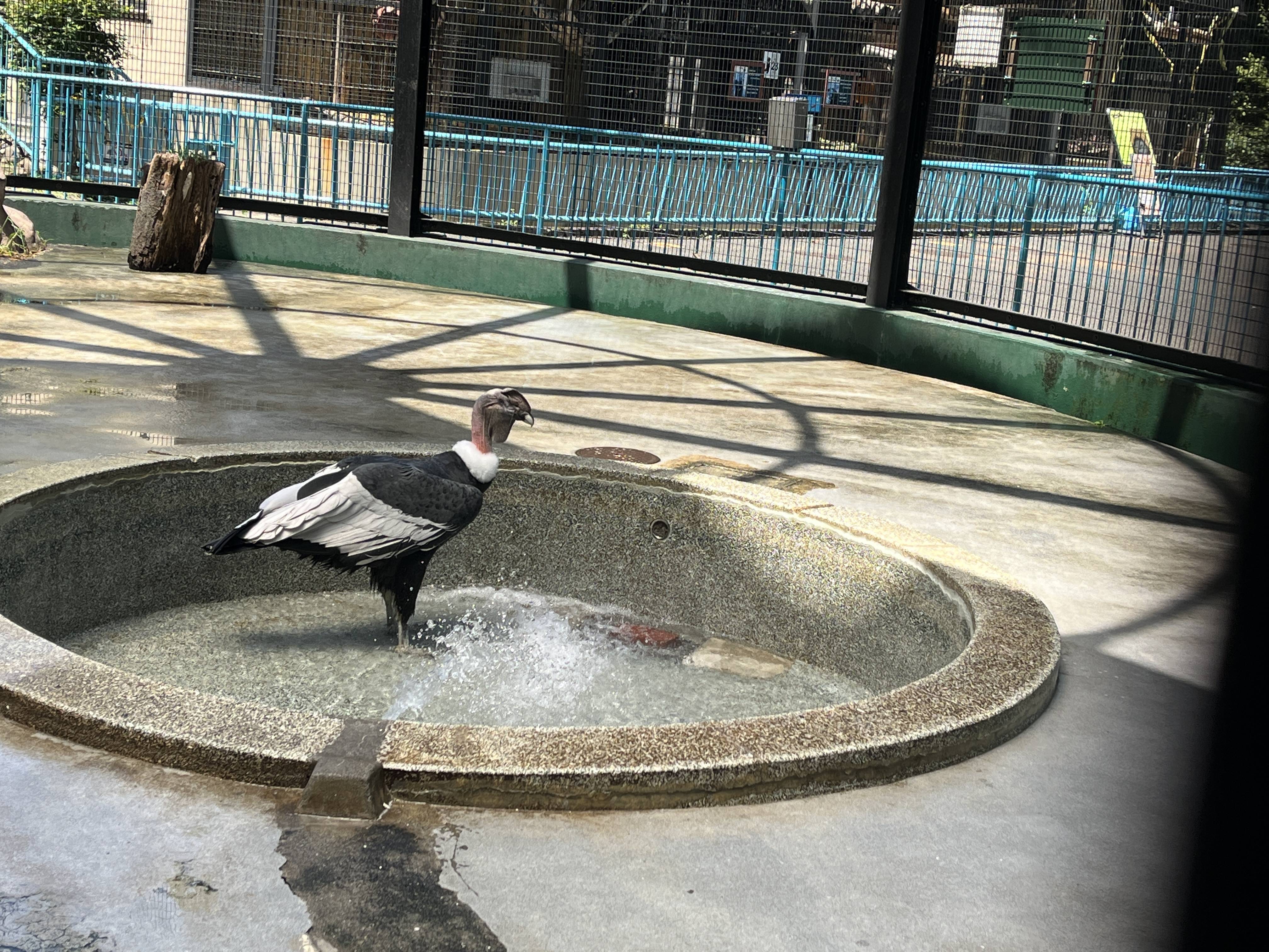 水浴びをするショウ.jpg