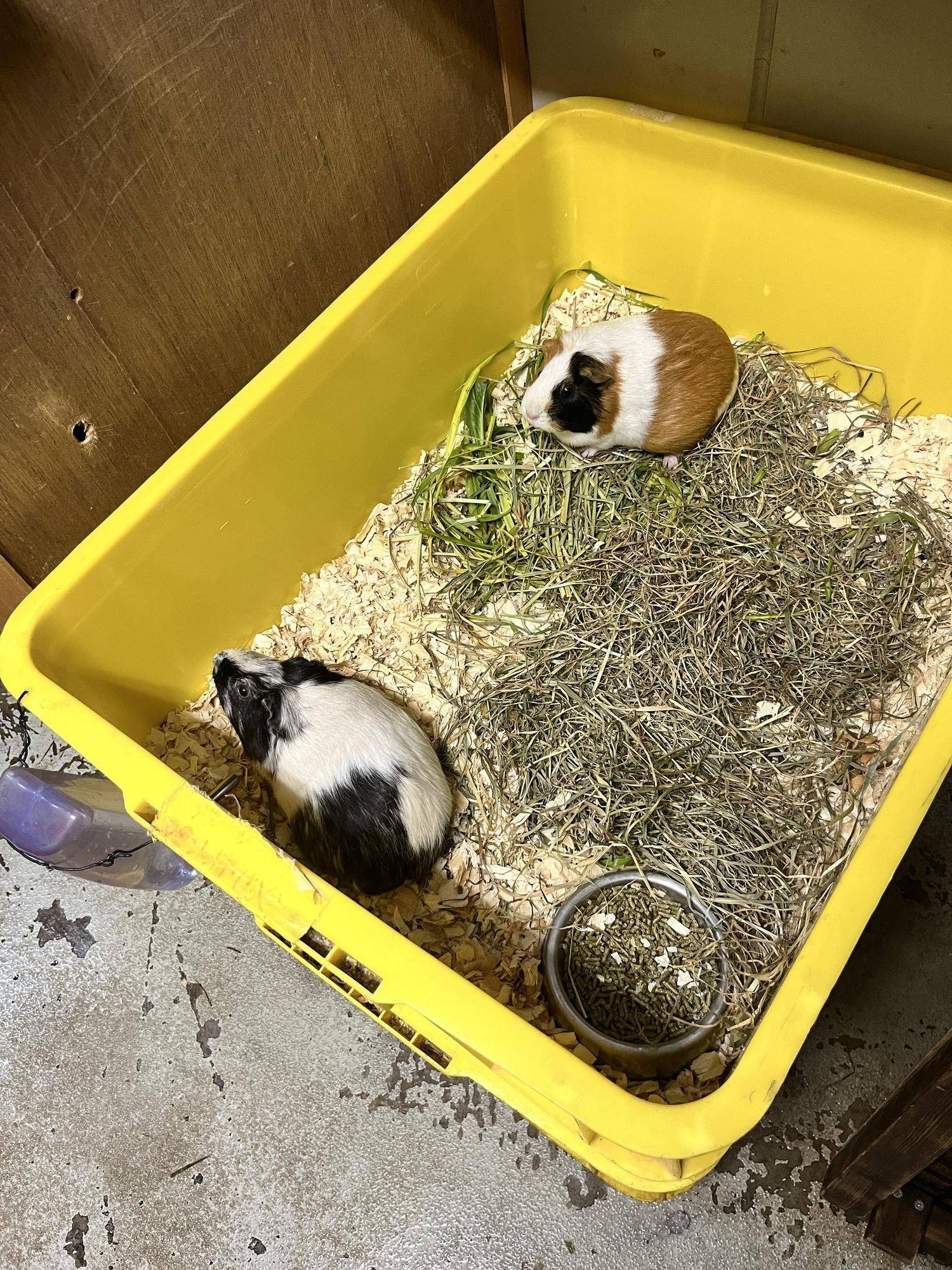 2頭の部屋.jpg