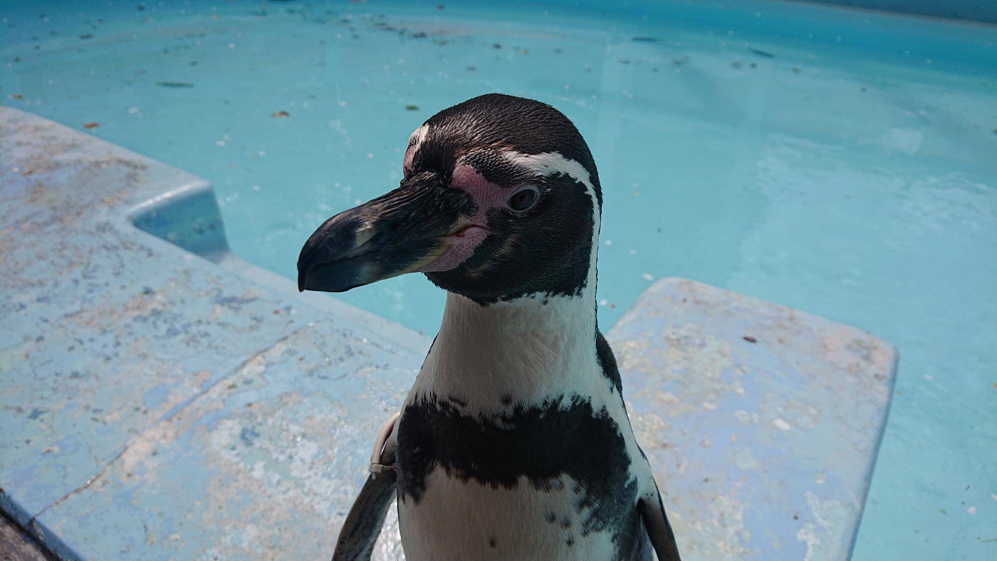 ペンギン正面.jpg