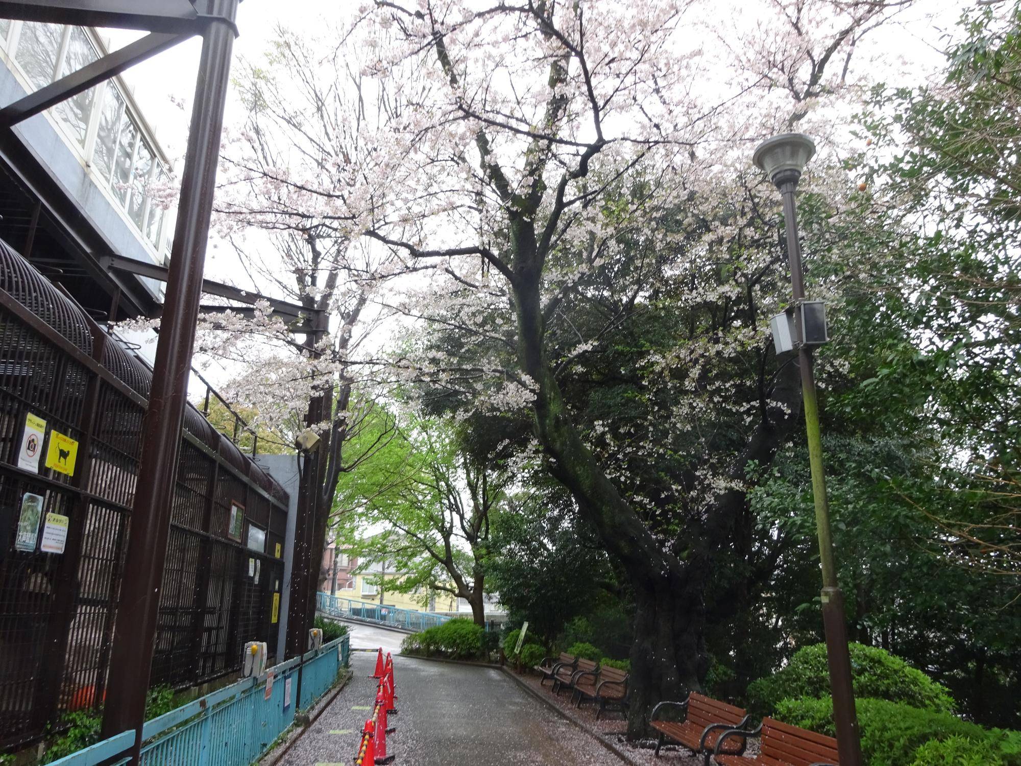 3園路の桜.jpg