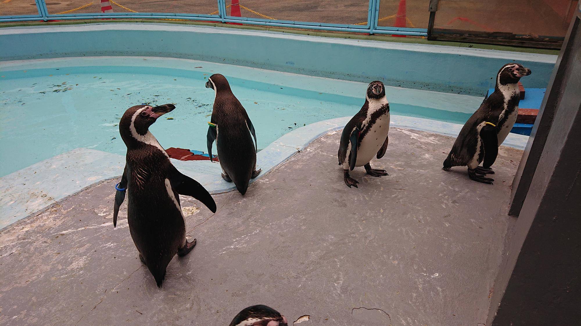 ペンギンズ.jpg