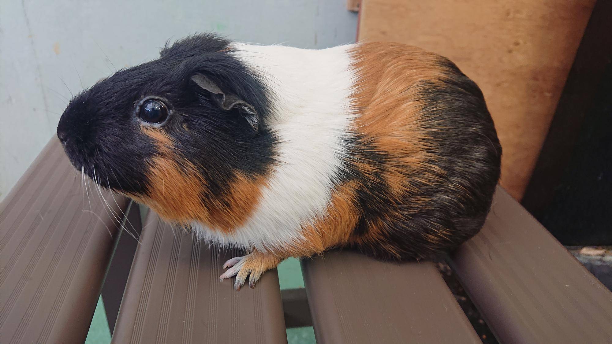 アニ 左側面.jpg