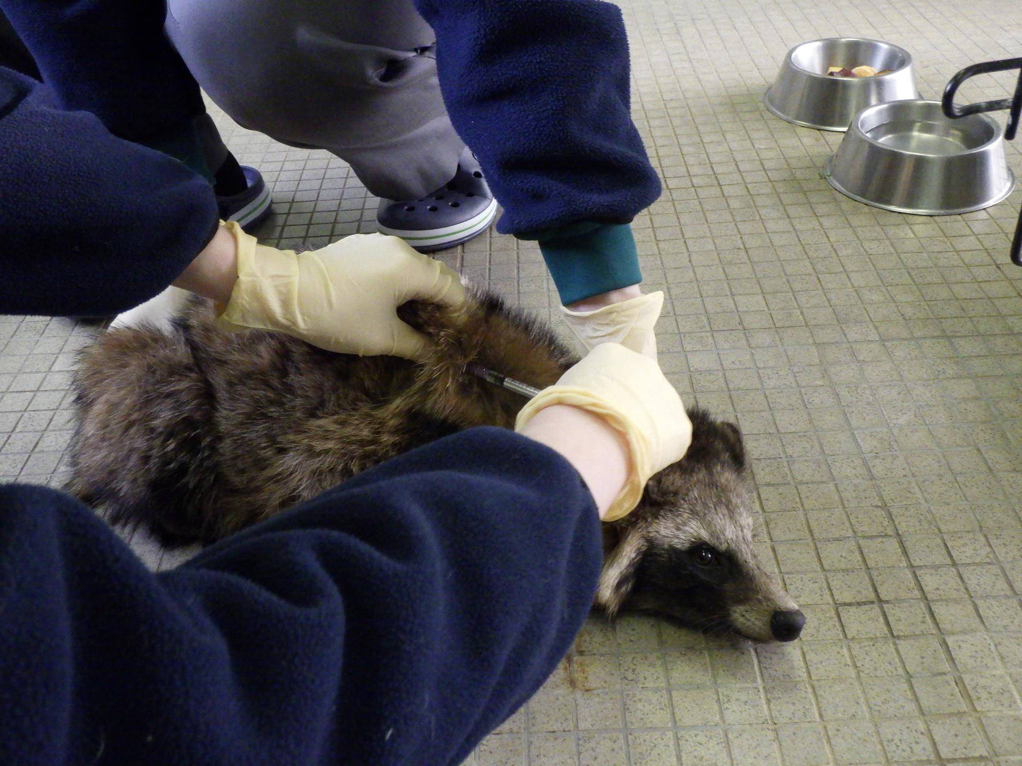 タヌキに注射しているところ.jpg
