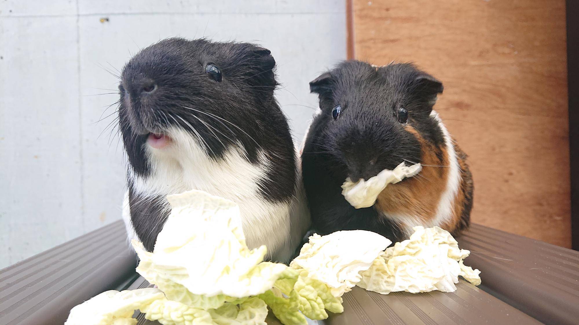 顔に茶色の模様シリーズ もぐもぐ.jpg