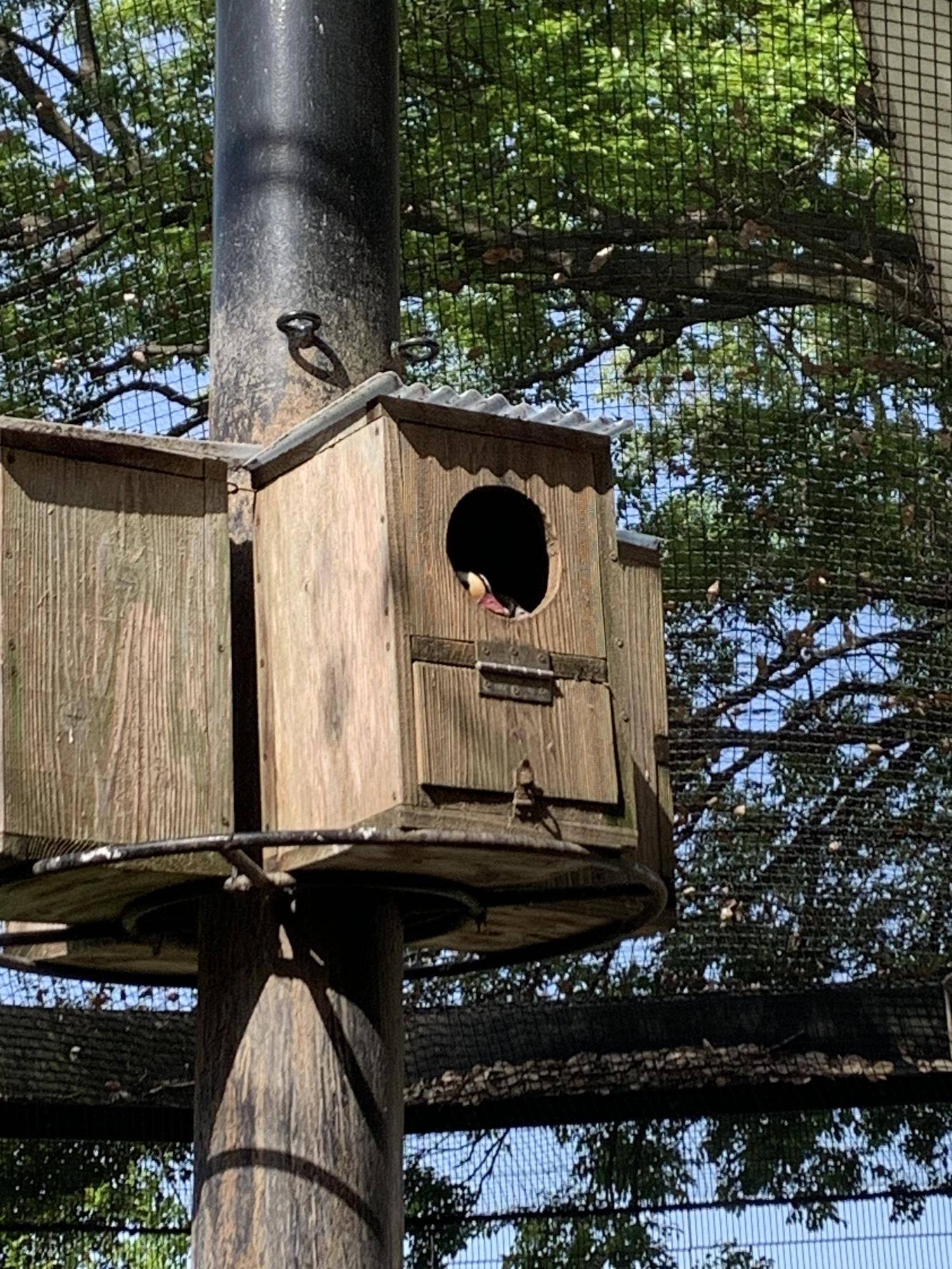 なぜか２羽で巣箱に入っているオシドリ夫婦４