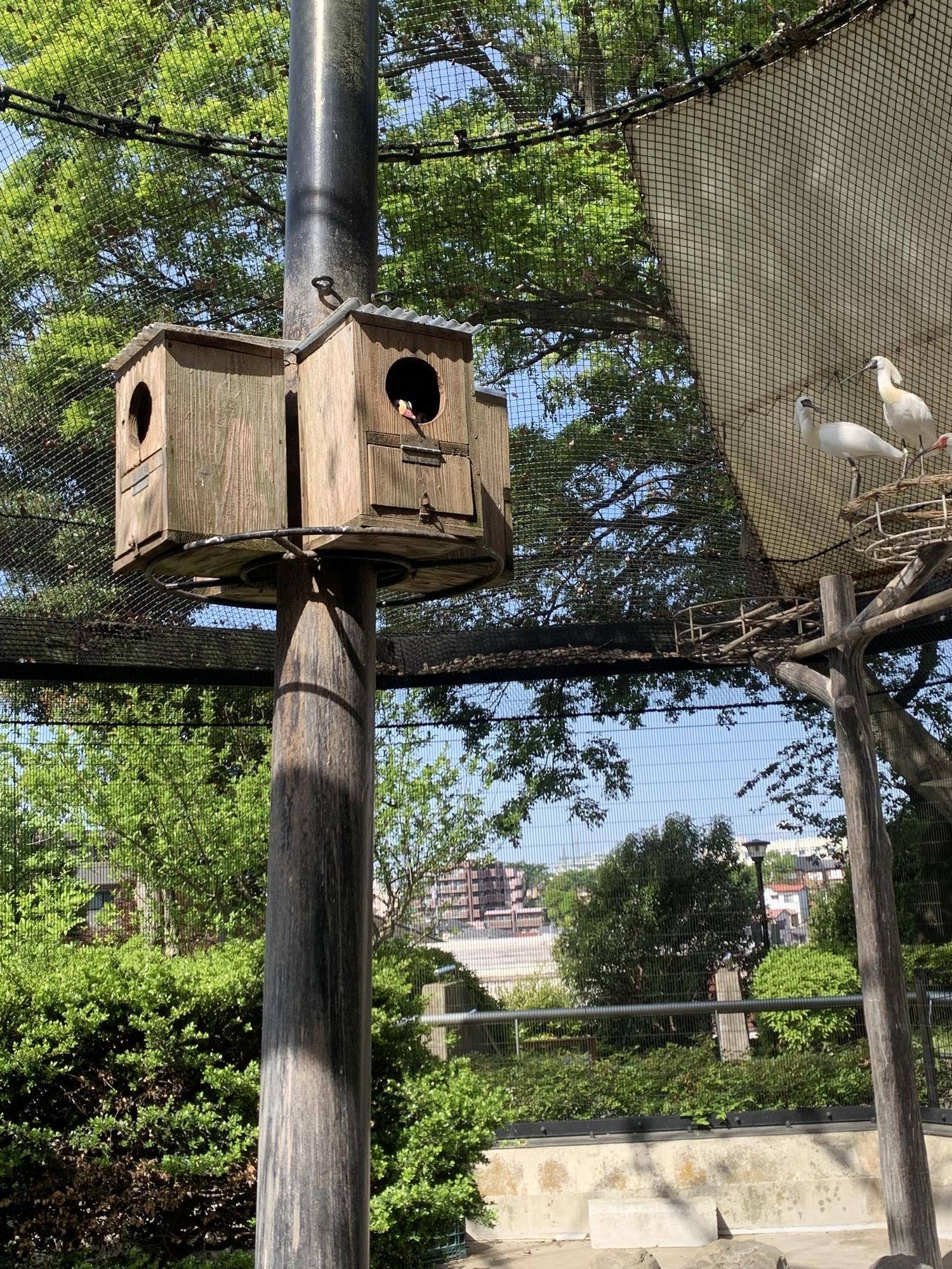 なぜか２羽で巣箱に入っているオシドリ夫婦２