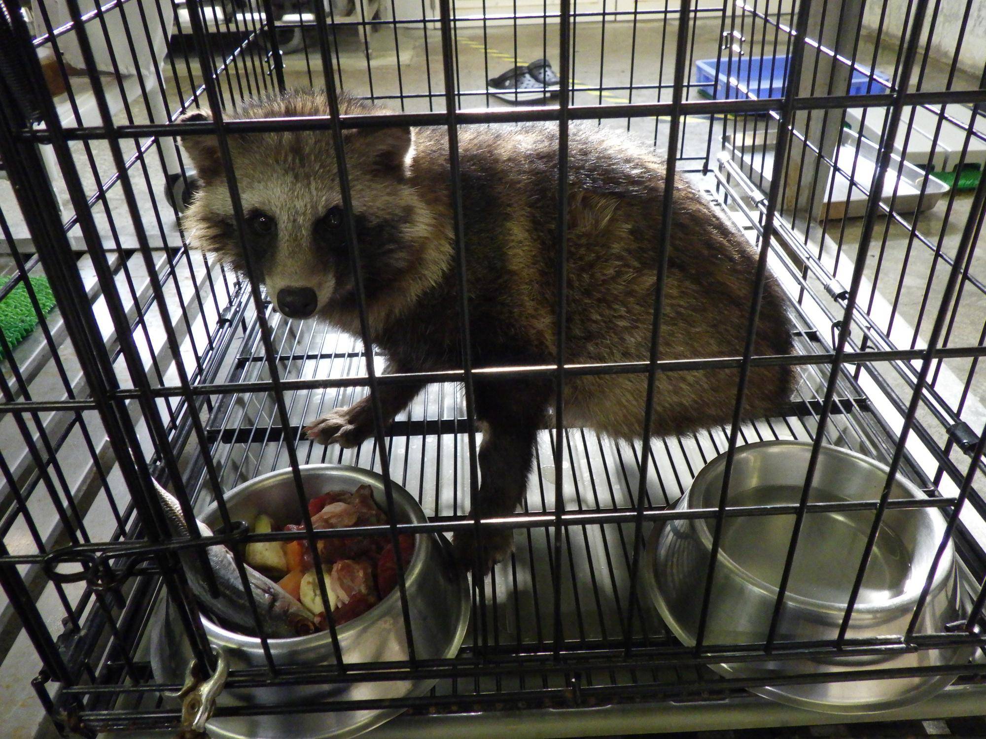 ケージのタヌキ.jpg