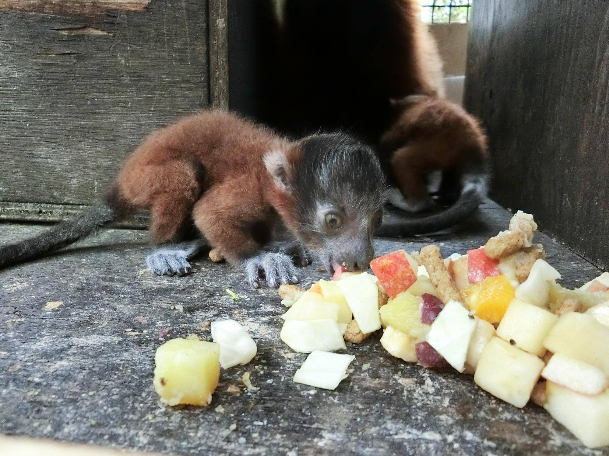 フルーツ舐める子.jpg