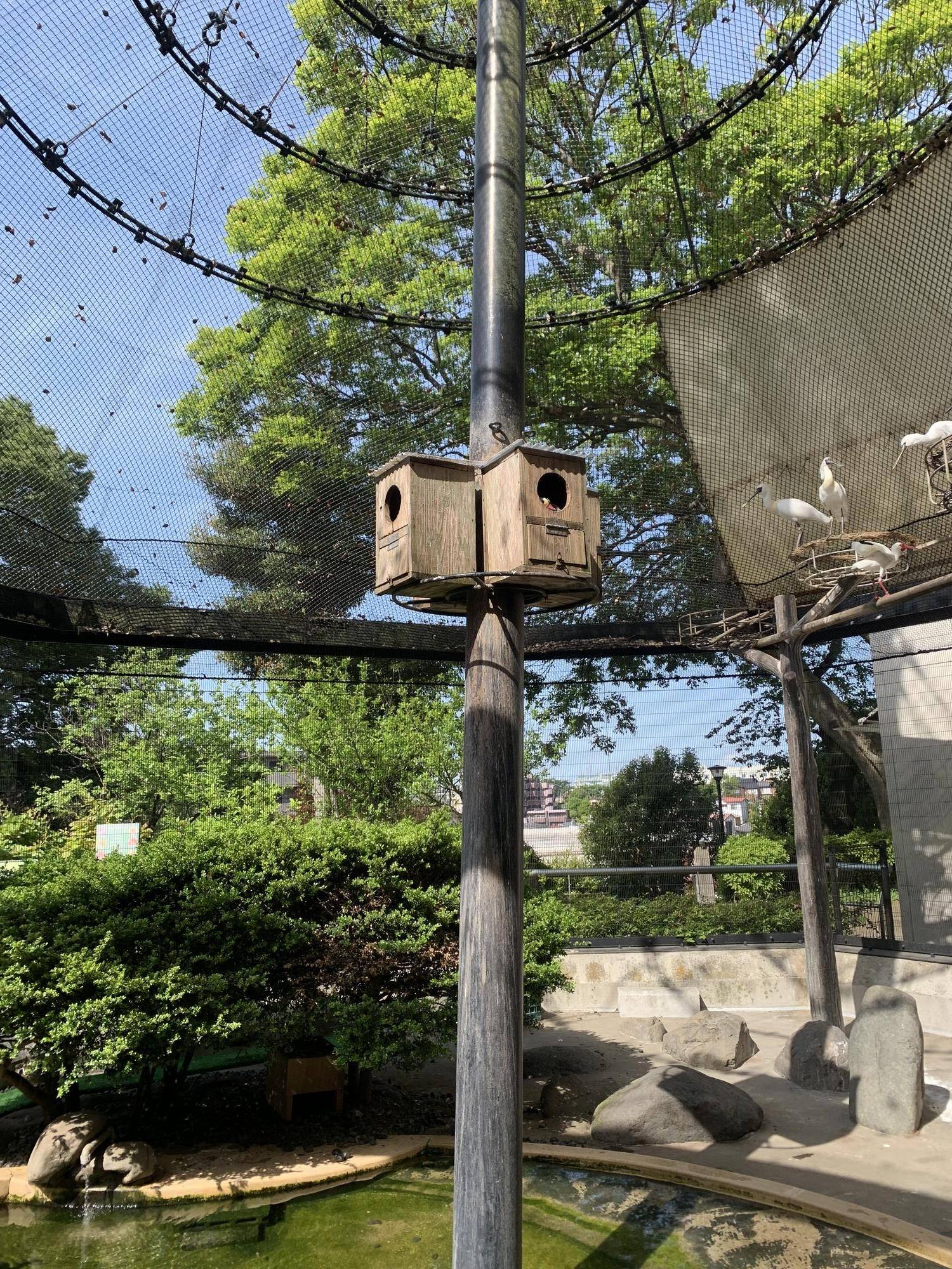 なぜか２羽で巣箱に入っているオシドリ夫婦１