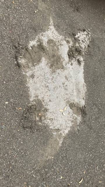 ミステリーサークル? (2).jpg