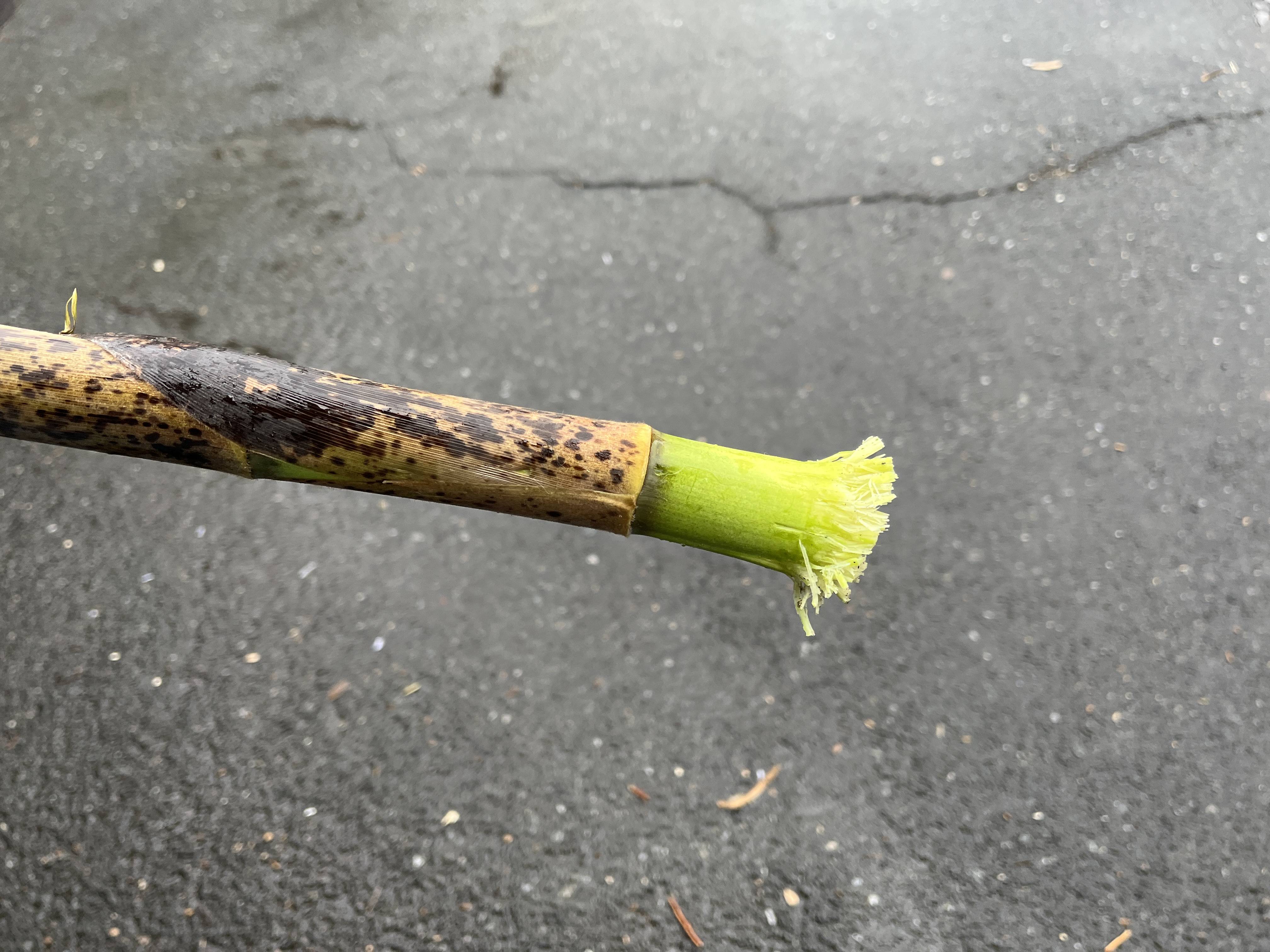 根元だけかじられたタケノコ.jpg