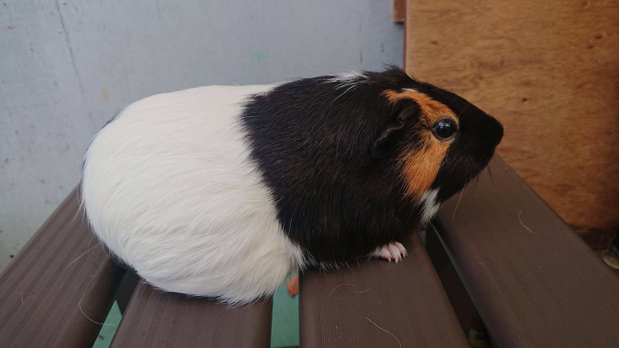 グレンジャー 右側面.jpg