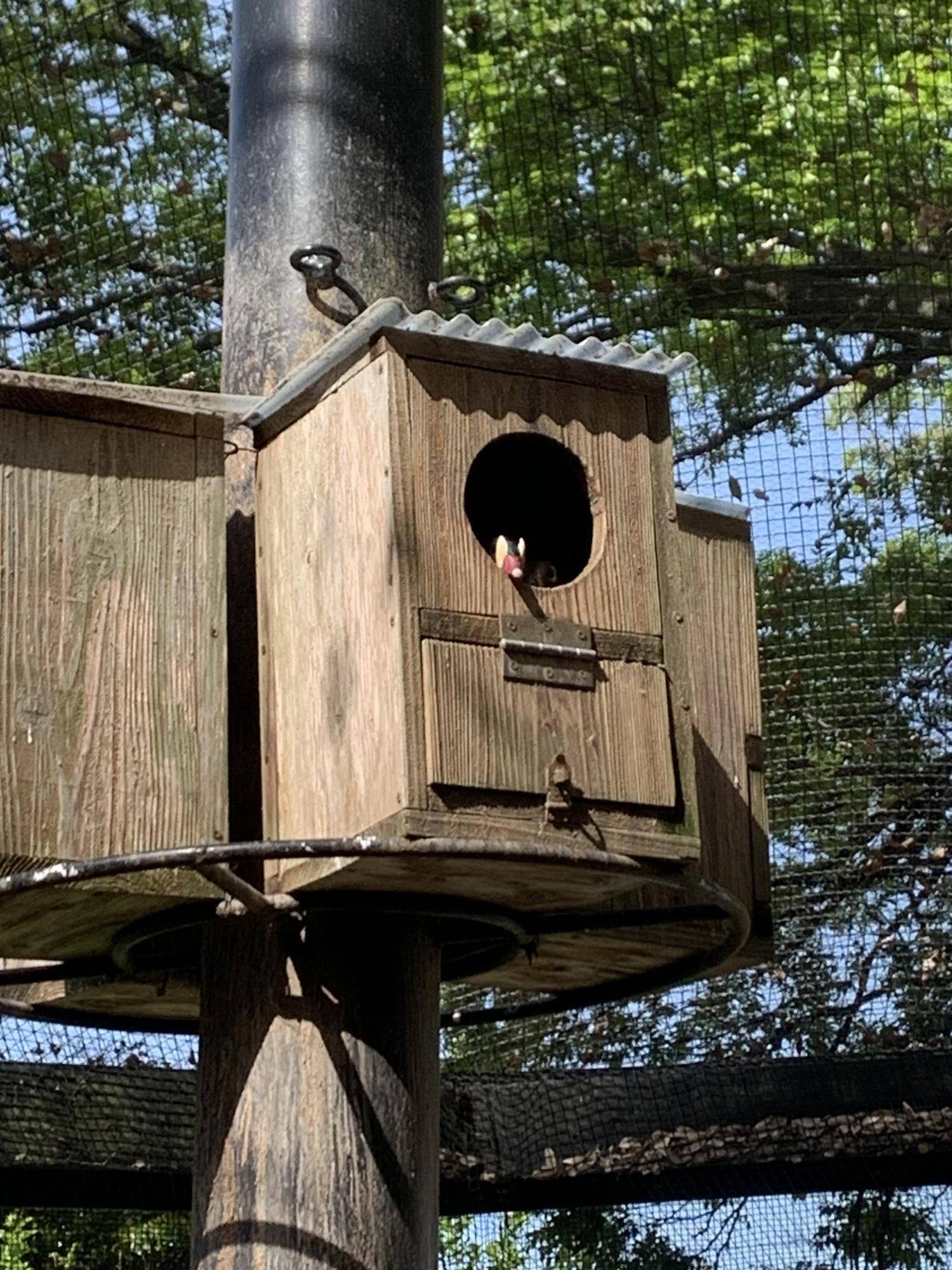 なぜか２羽で巣箱に入っているオシドリ夫婦３