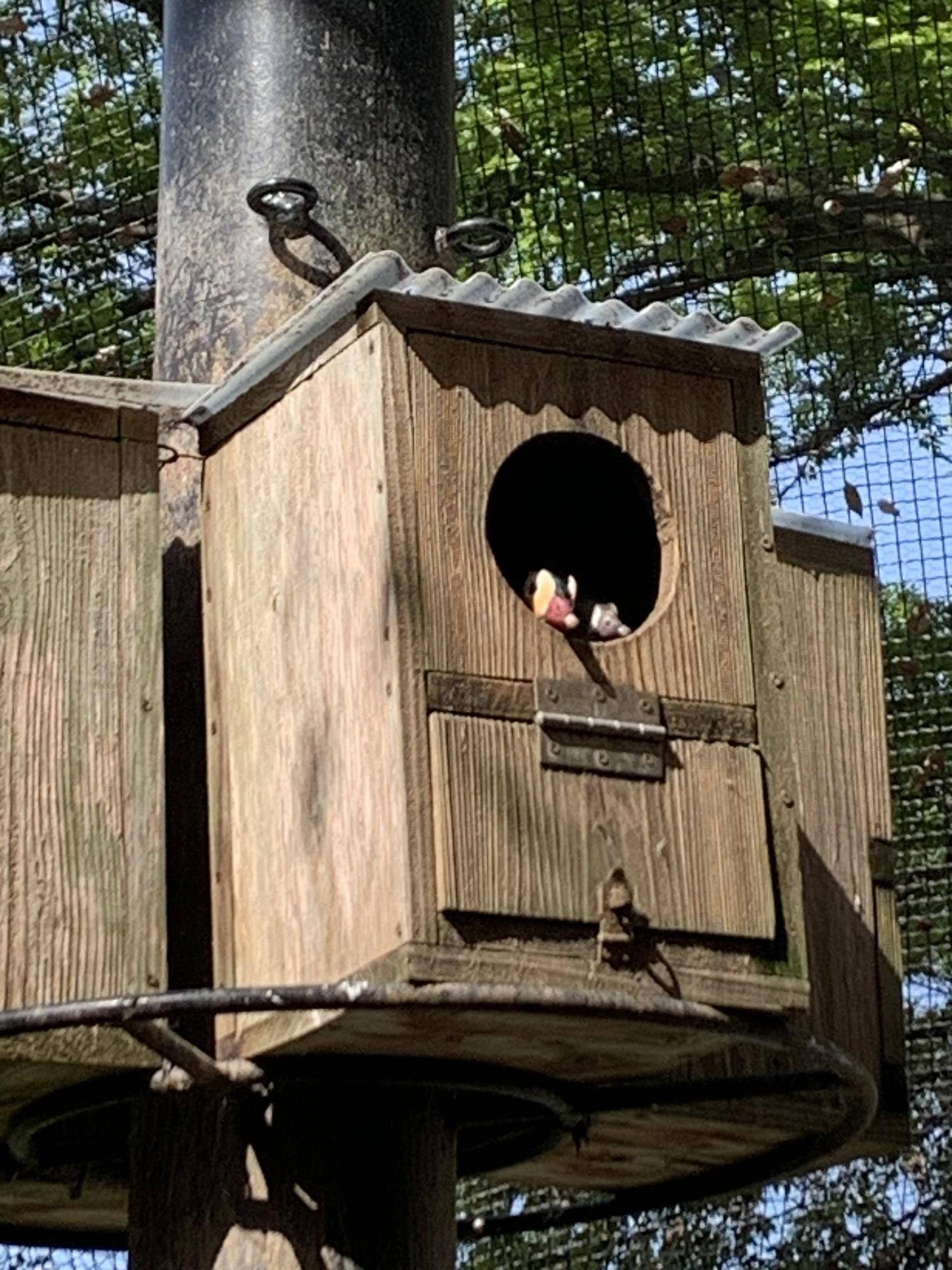 なぜか２羽で巣箱に入っているオシドリ夫婦5