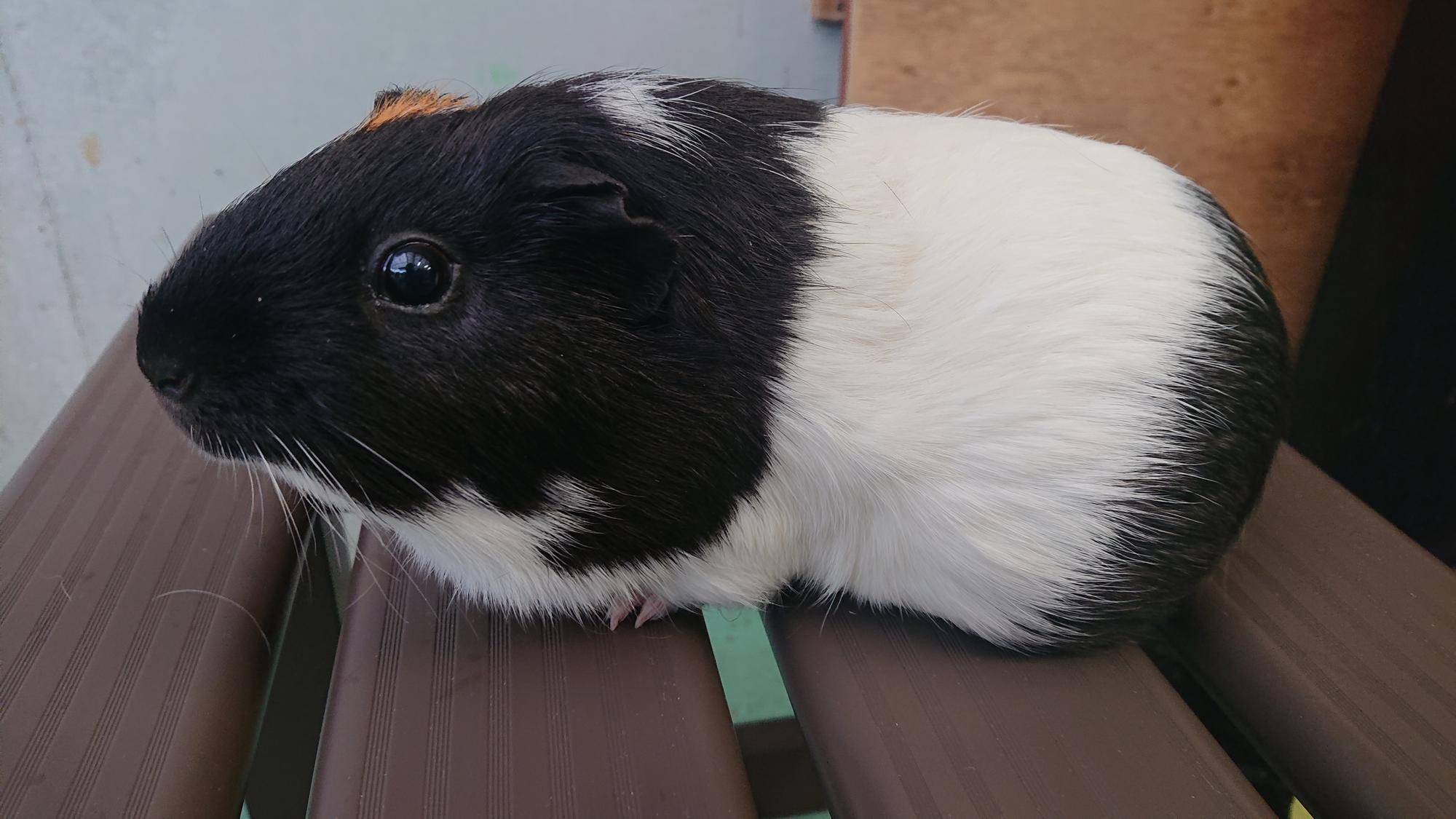 グレンジャー 左側面.jpg