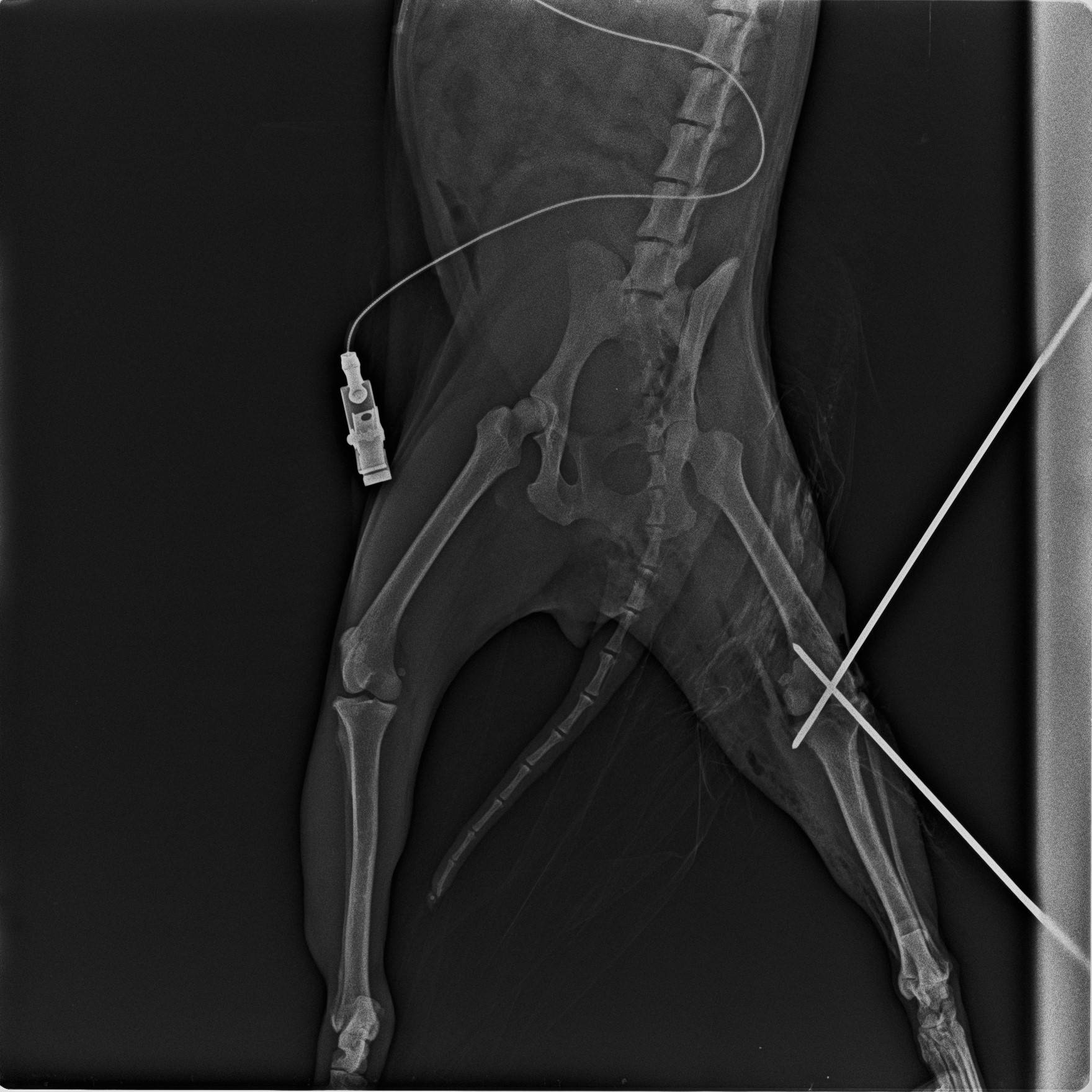 術後のタヌキの膝レントゲン.jpg