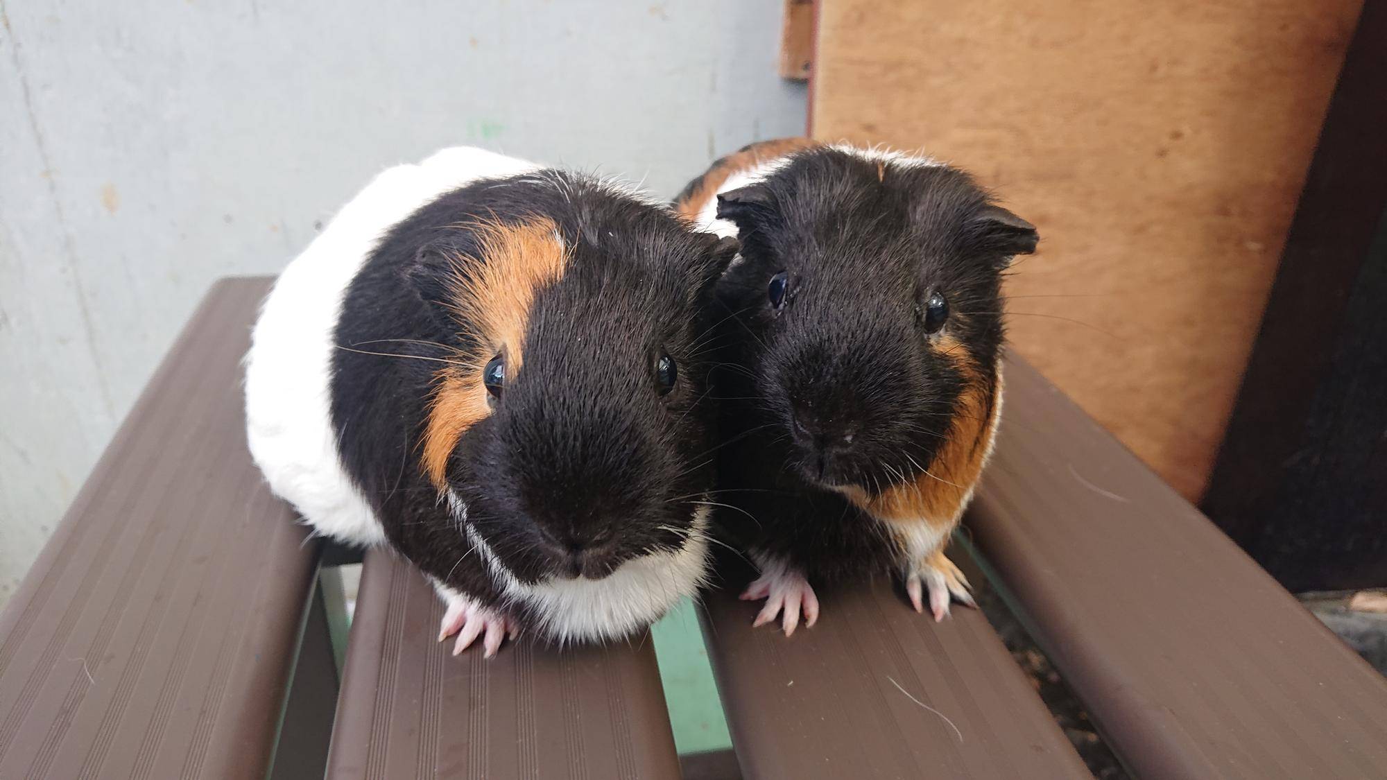 顔に茶色の模様シリーズ 正面.jpg