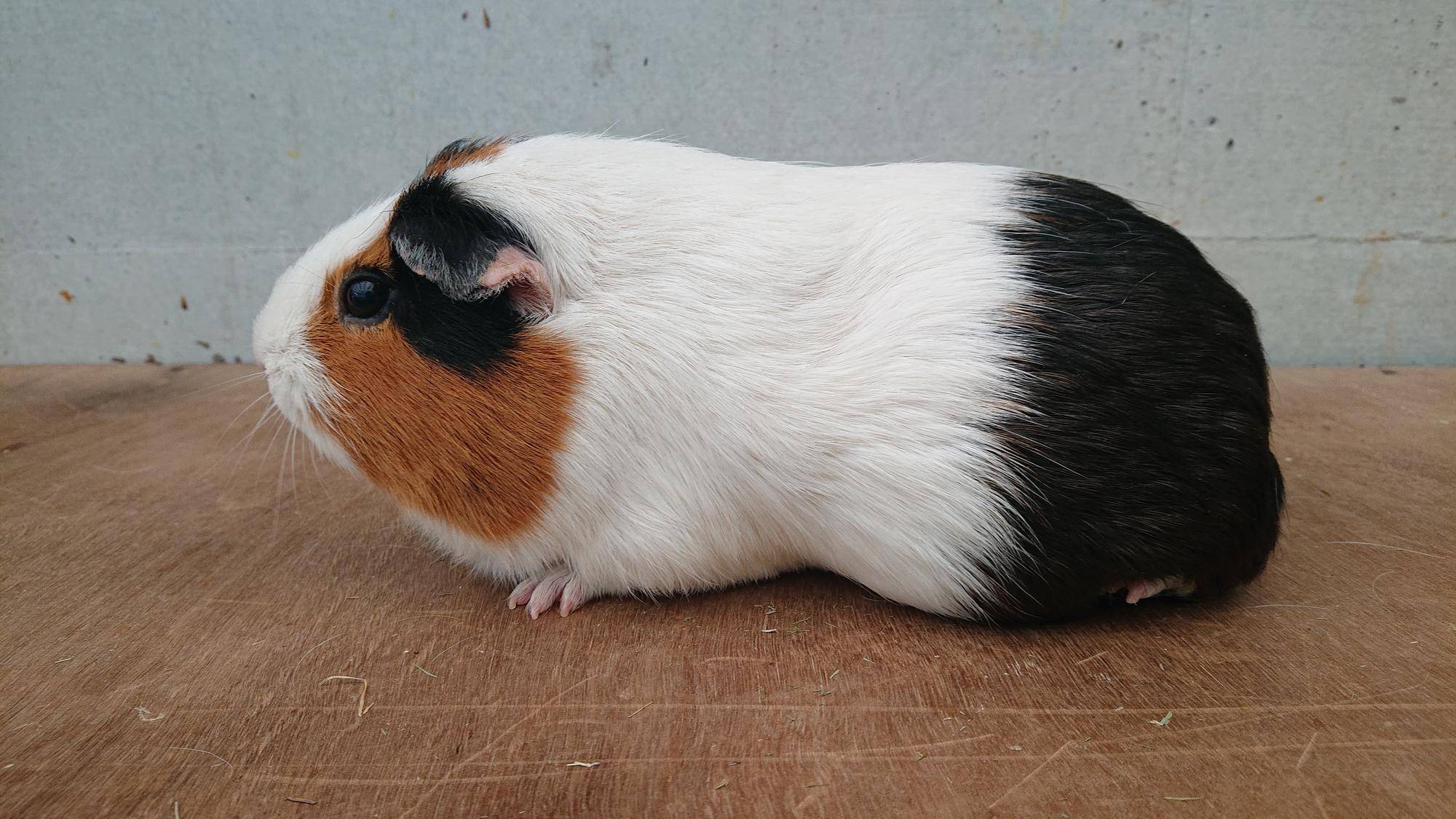 ムーラン 左側面.jpg