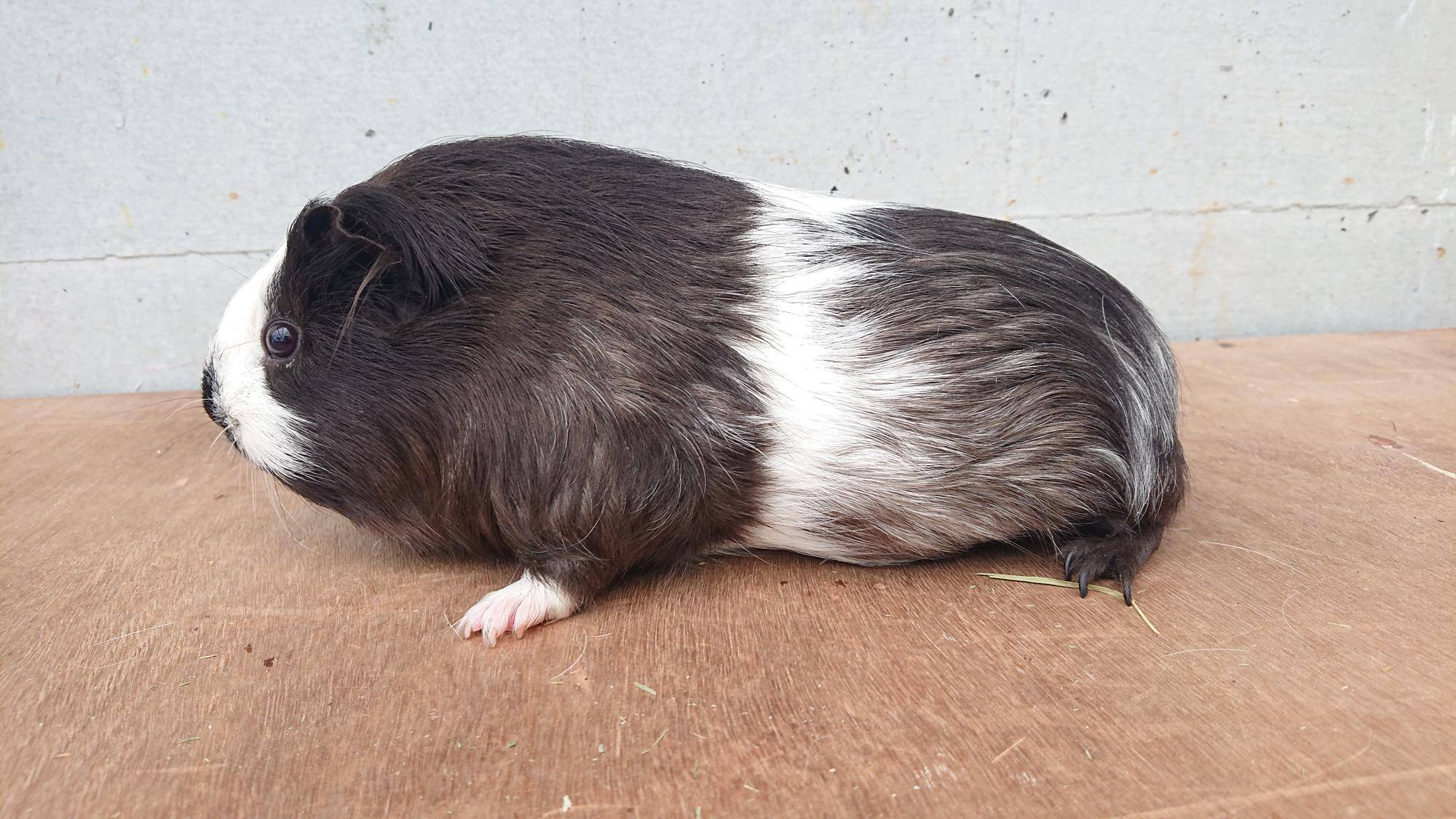 シータ 左側面.jpg