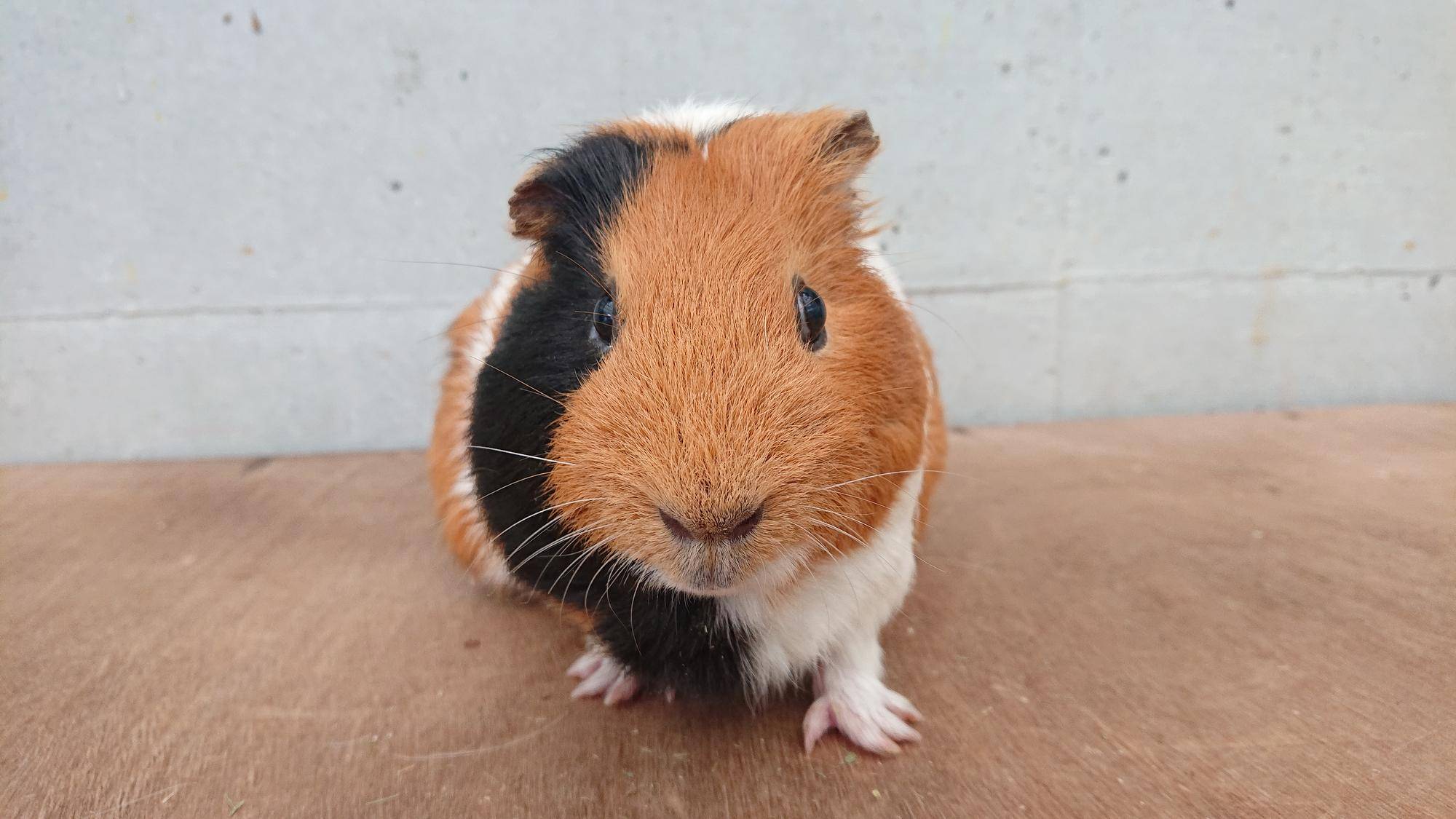 ジャスミン 正面.jpg