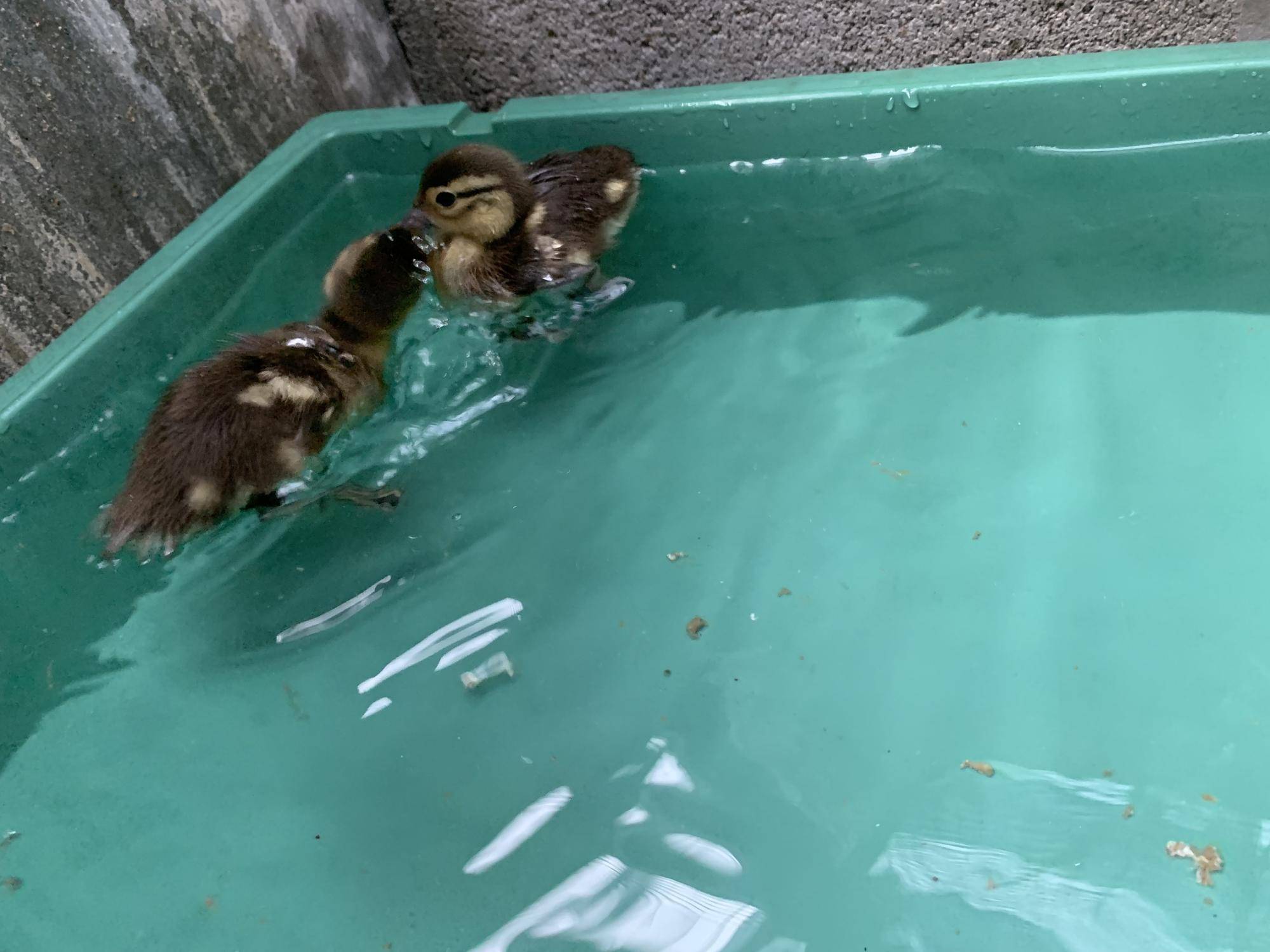 水浴びオシドリ４ (2).jpeg