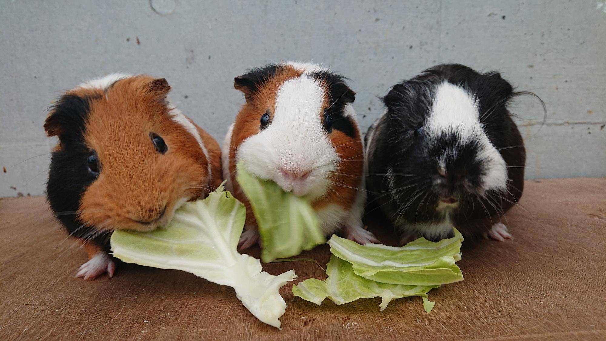 長編アニメシリーズ もぐもぐ.jpg