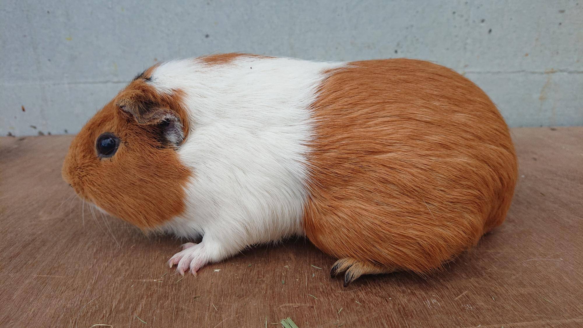 ジャスミン 左側面.jpg