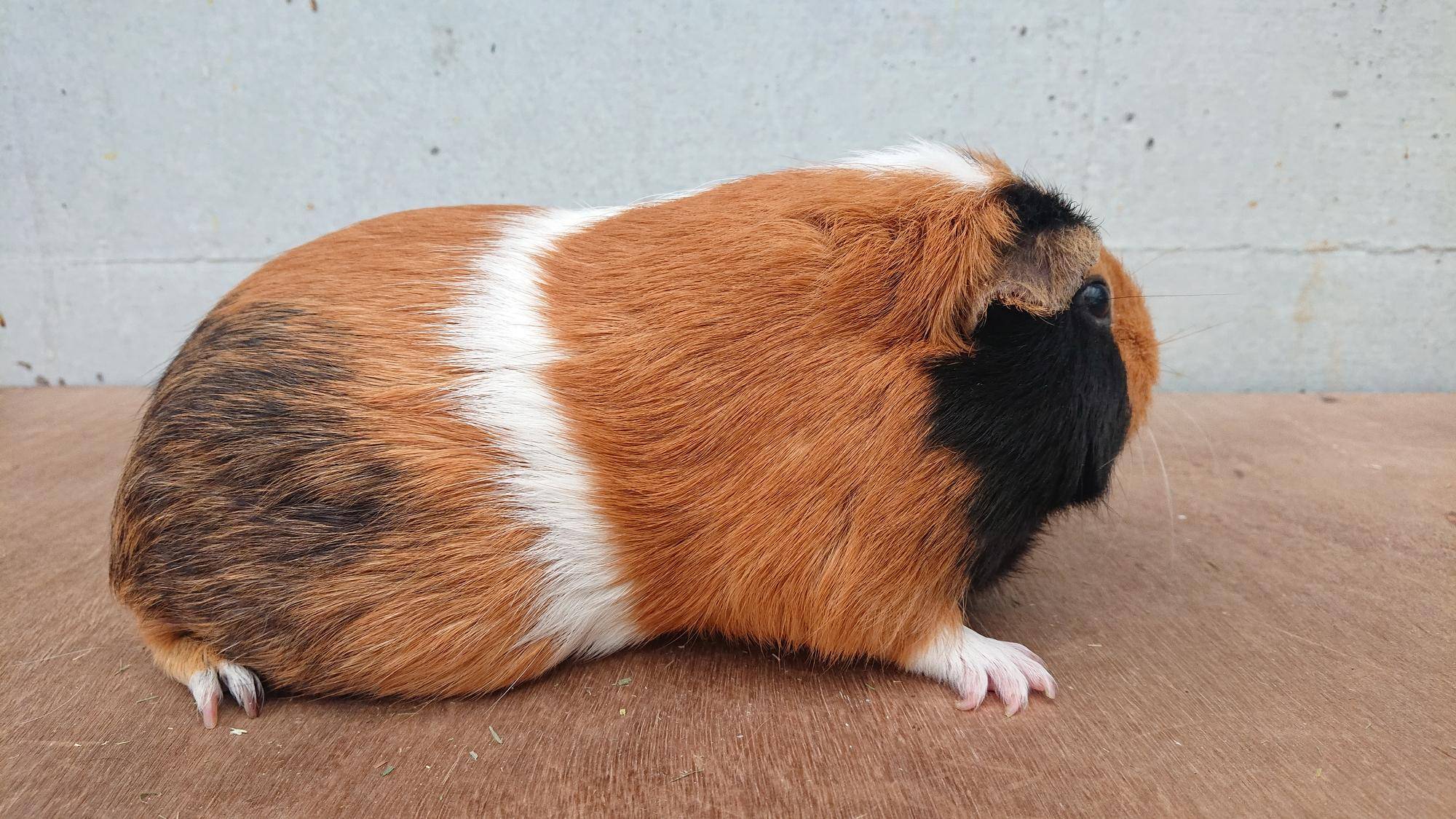 ジャスミン 右側面.jpg