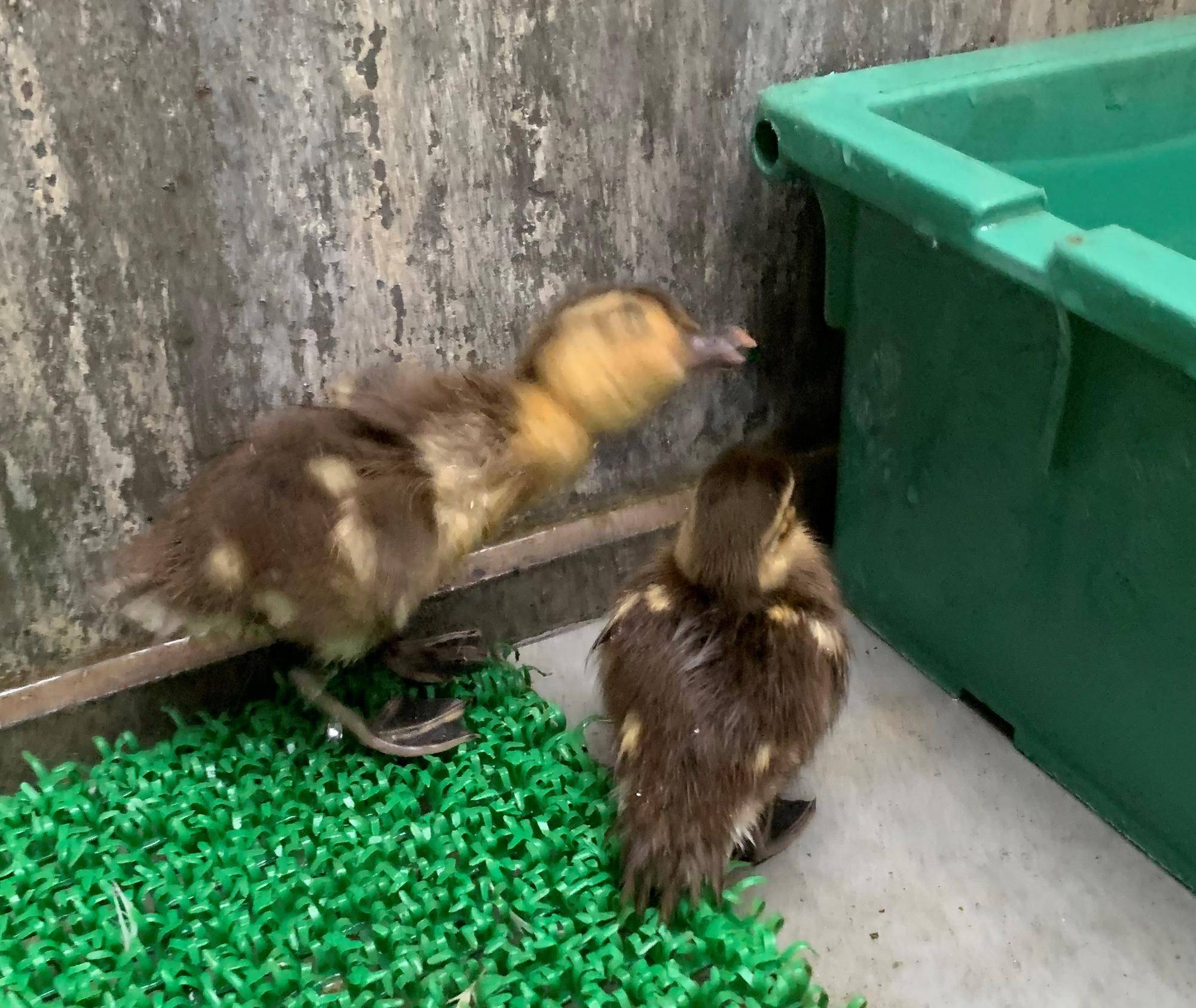 荒ぶるオシドリ サムネ.jpeg