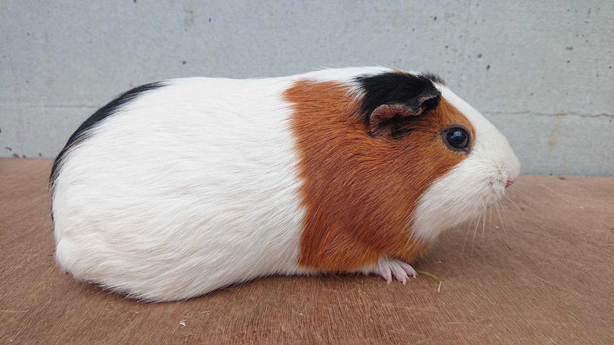 ムーラン 右側面.jpg