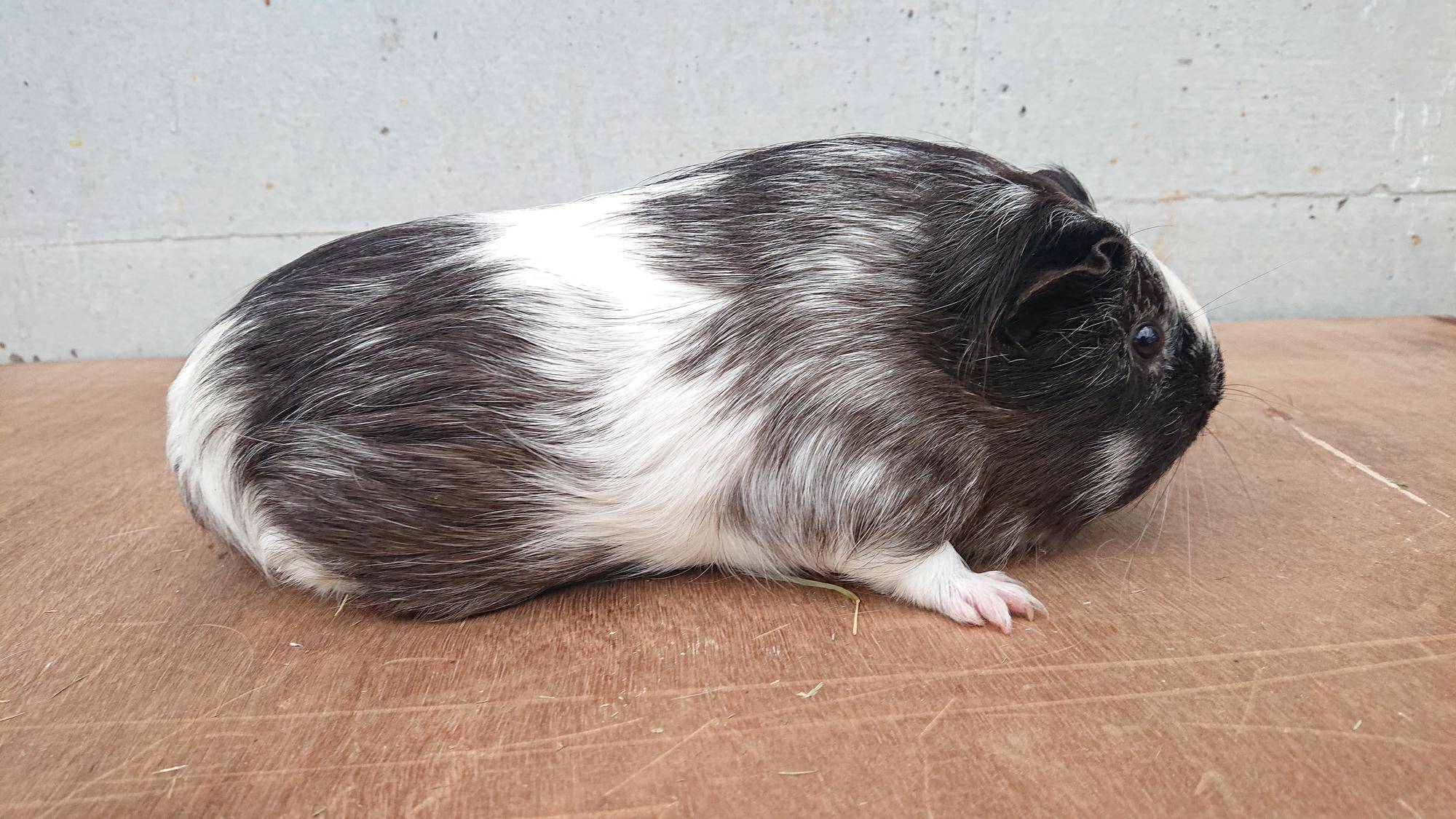 シータ 右側面.jpg