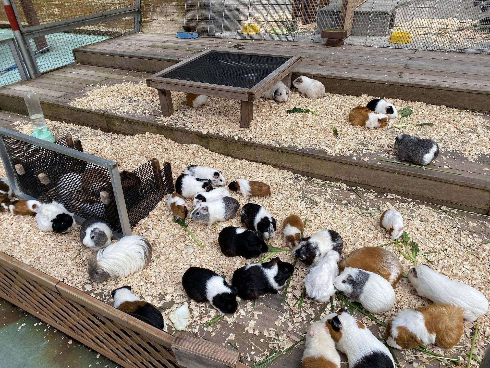 モルモット群れ展示.jpg